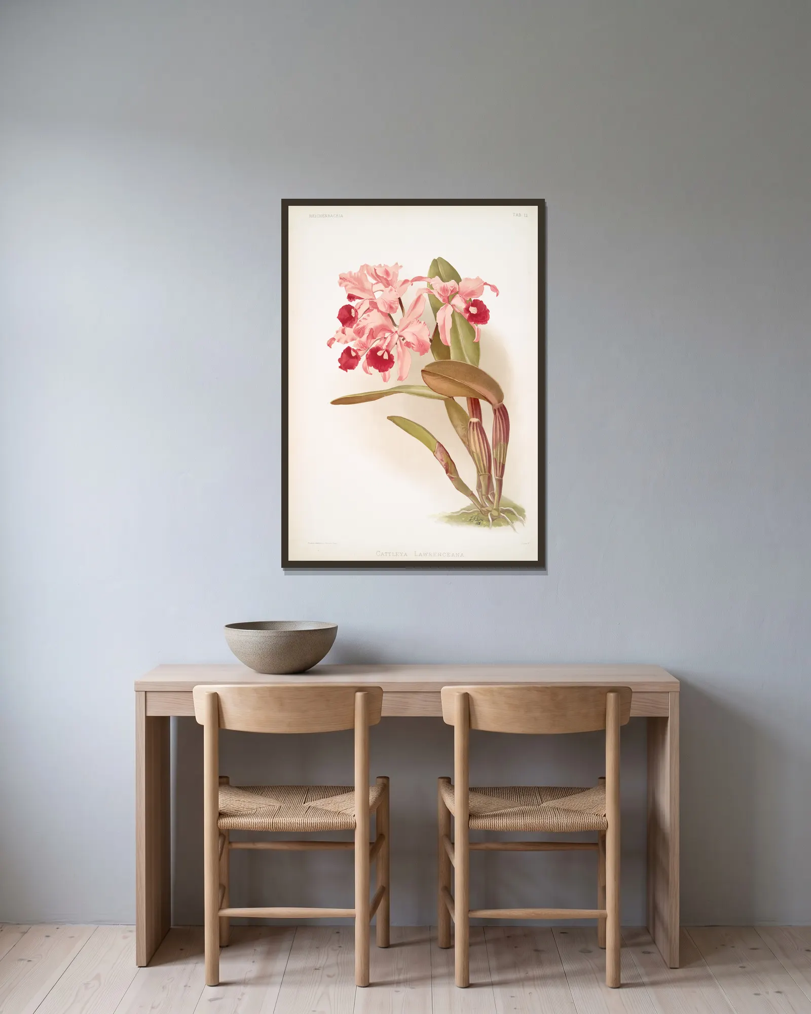 Cattleya lawrenceana. av Frederick Sander inramad på en vägg