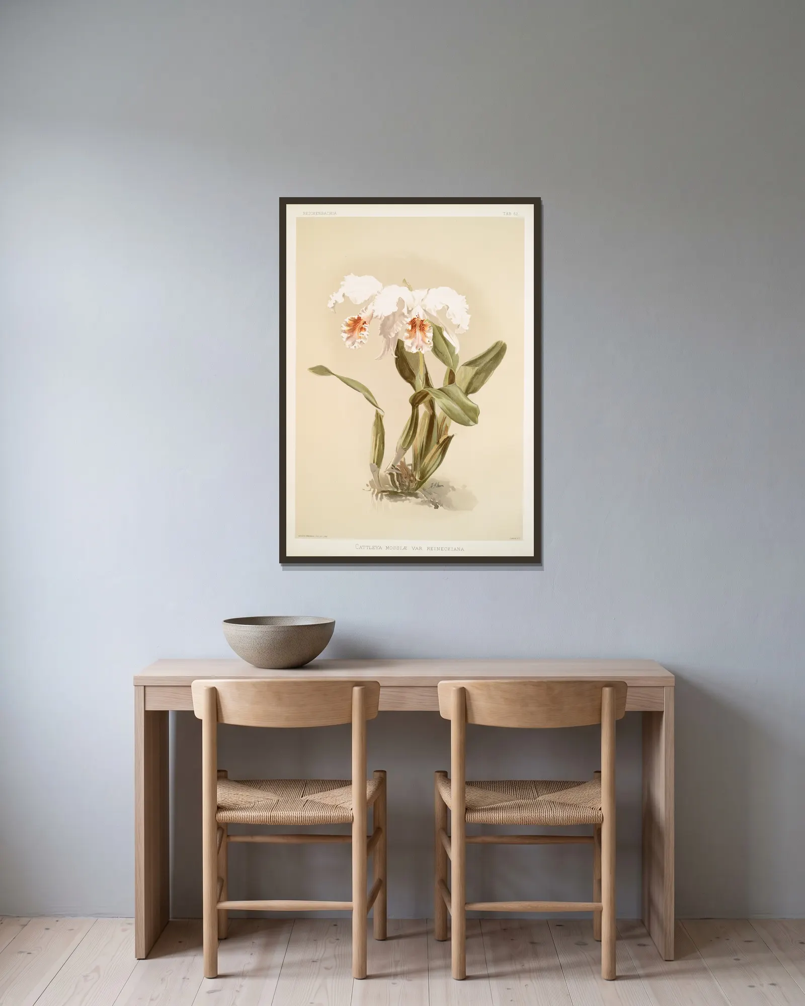 Cattleya mossiæ var reineckiana. av Frederick Sander inramad på en vägg