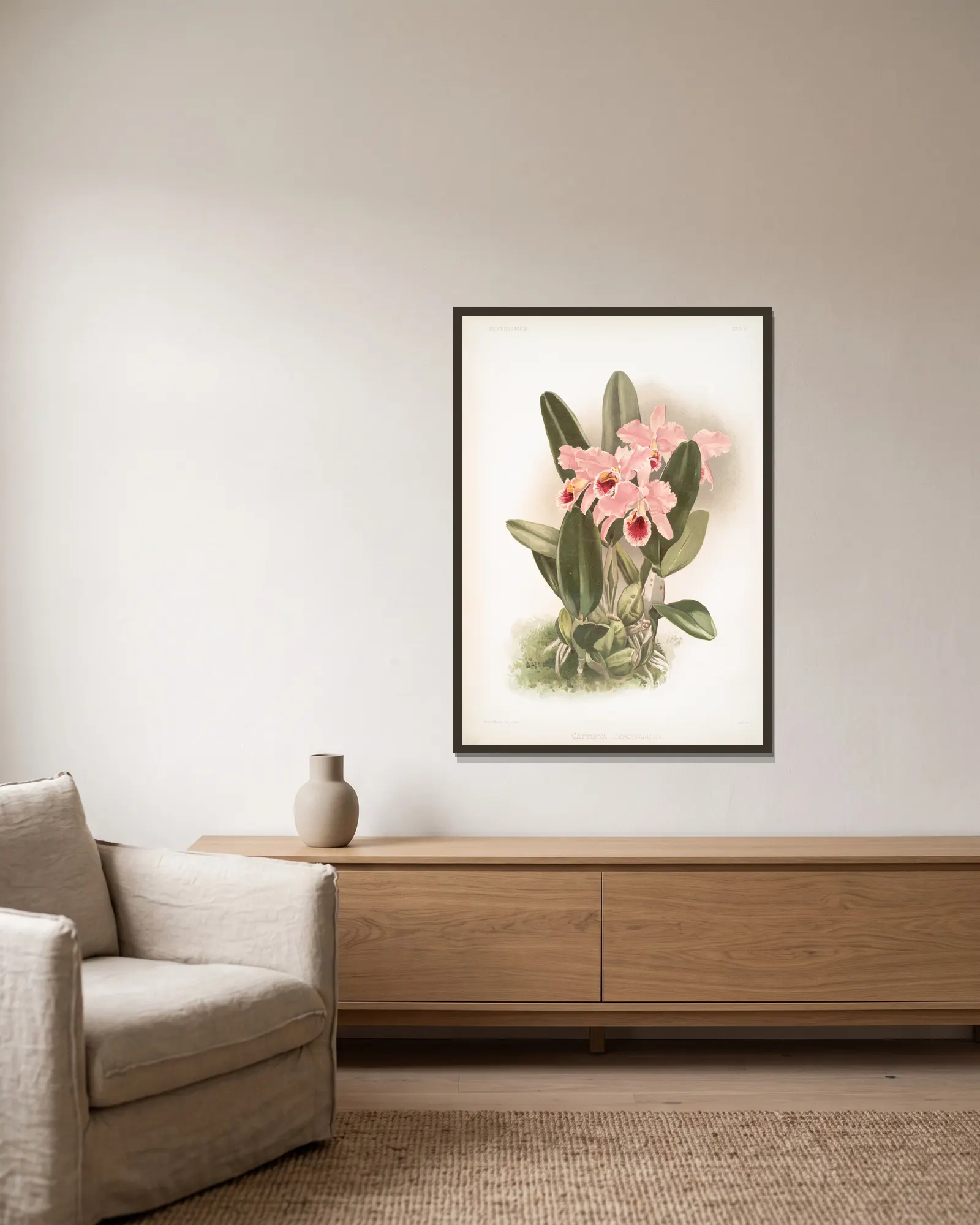Cattleya Percivaliana. av Frederick Sander inramad på en vägg