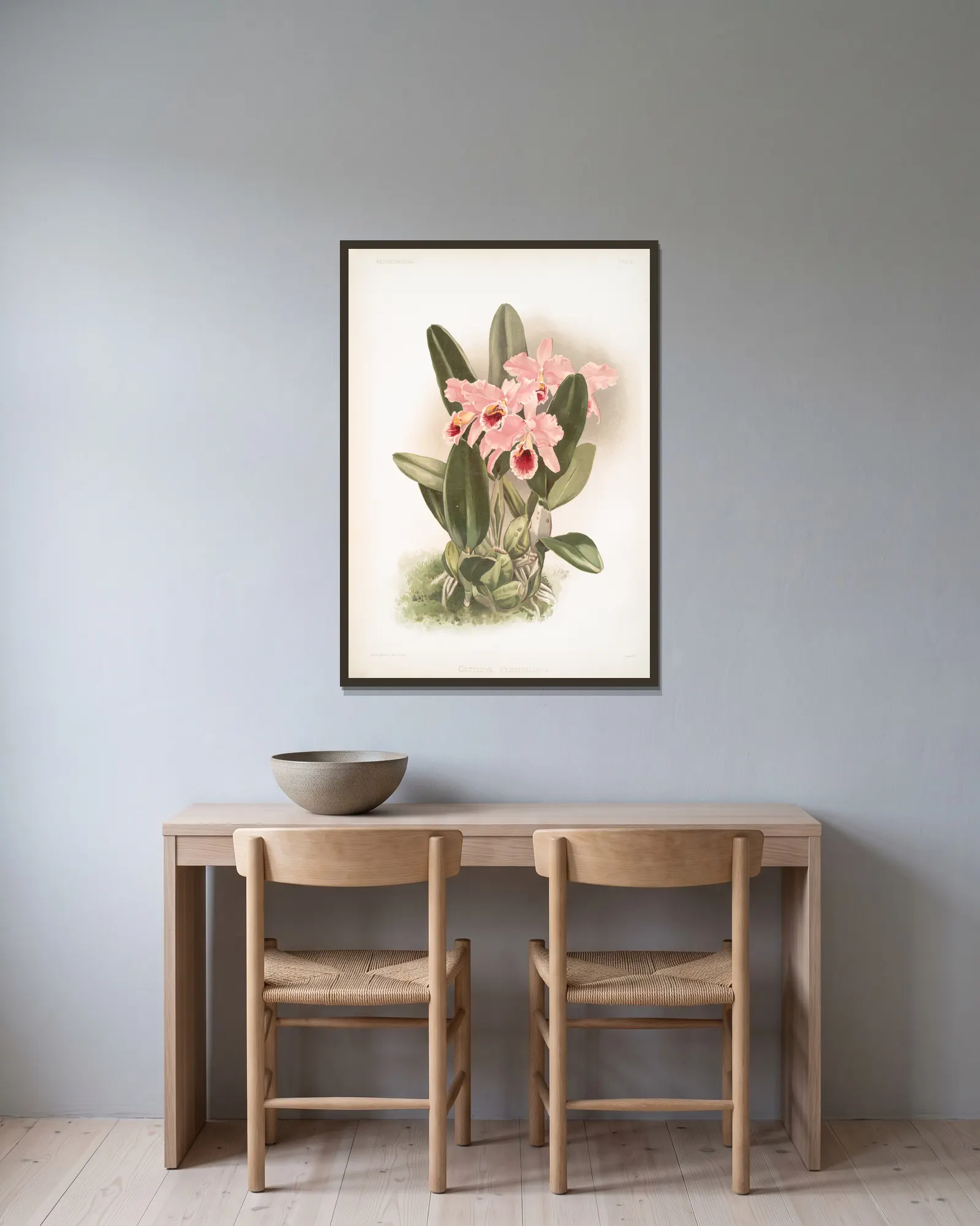 Cattleya Percivaliana. av Frederick Sander inramad på en vägg
