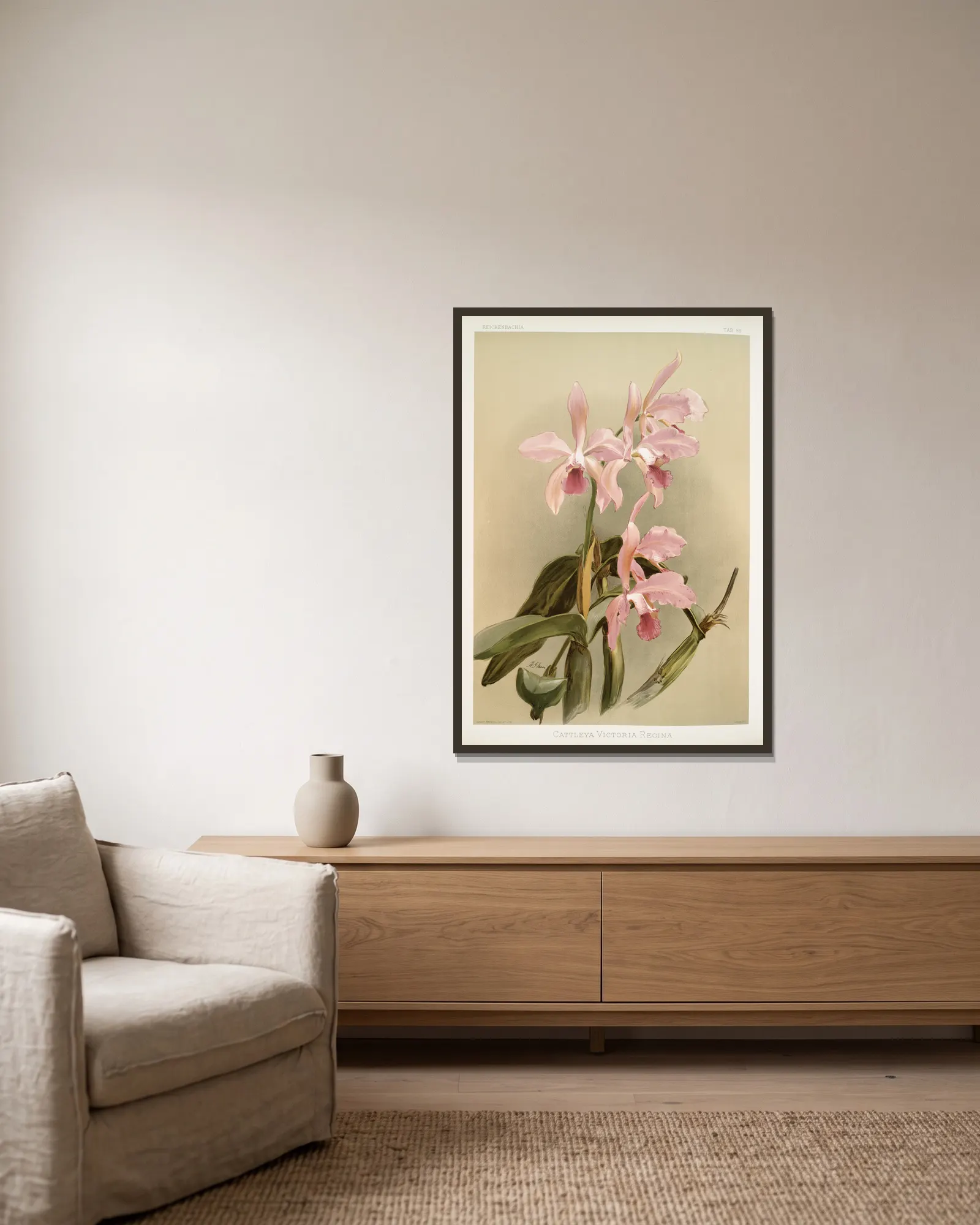 Cattleya victoria regina. av Frederick Sander inramad på en vägg