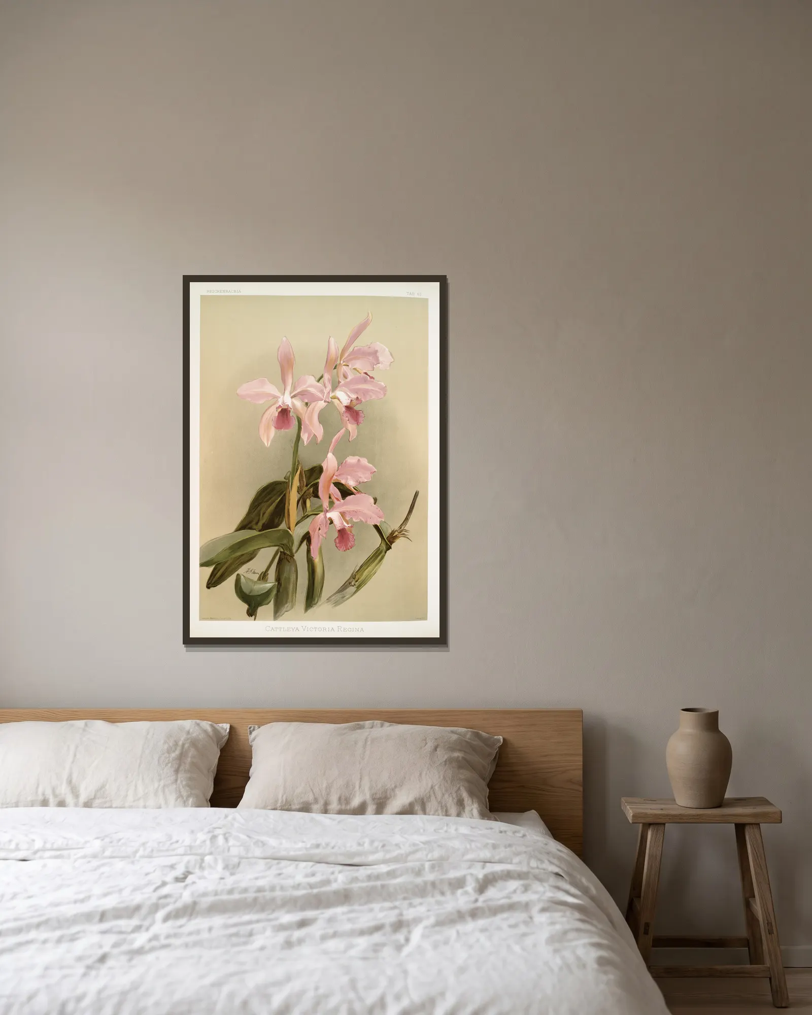 Cattleya victoria regina. av Frederick Sander inramad på en vägg