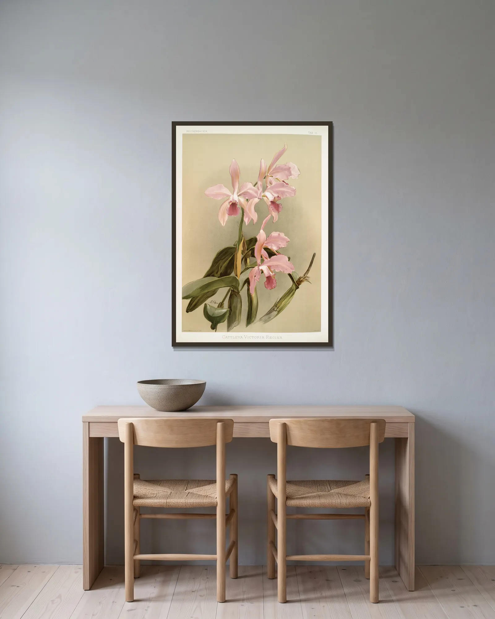 Cattleya victoria regina. av Frederick Sander inramad på en vägg