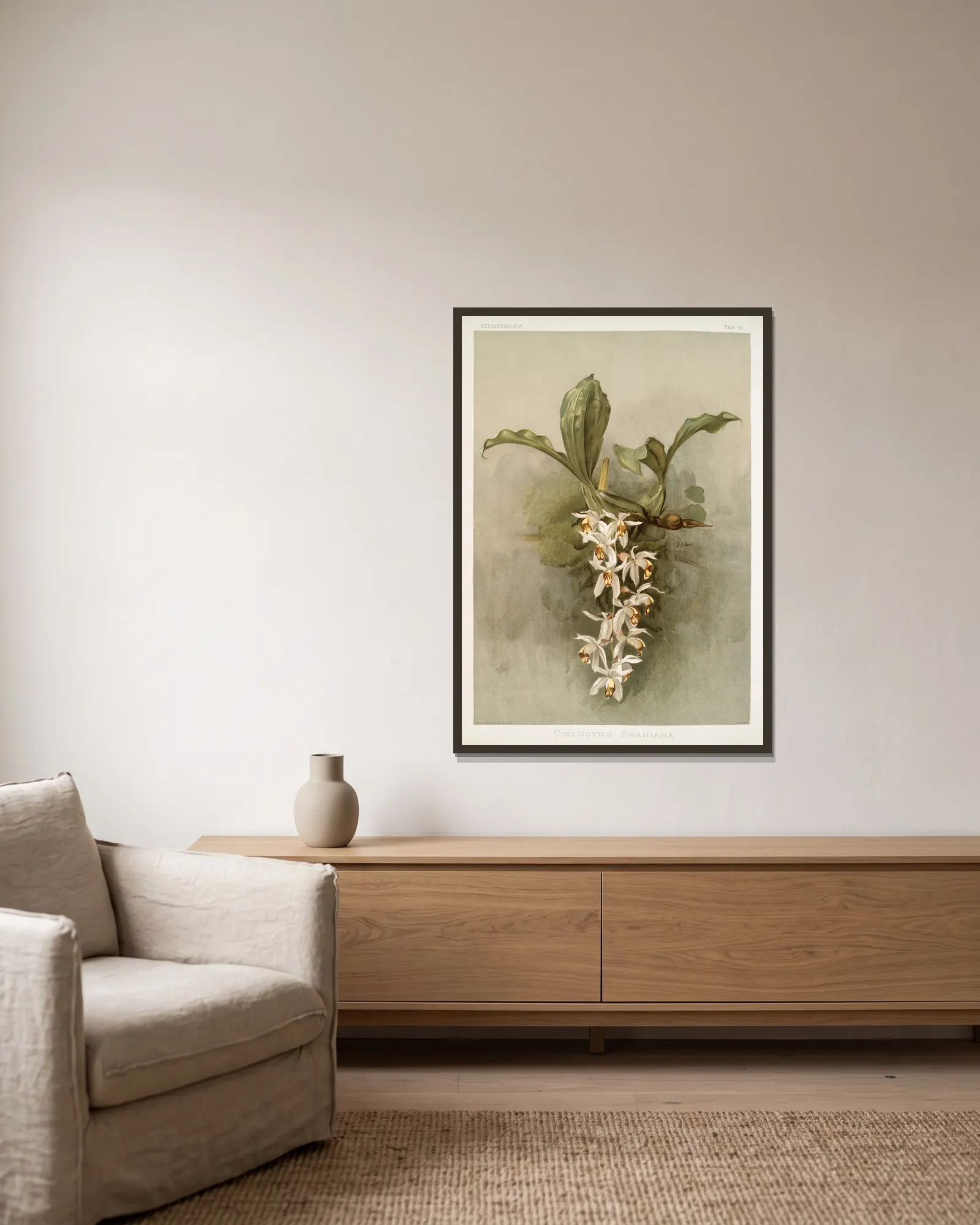 Coelogyne swaniana. av Frederick Sander inramad på en vägg