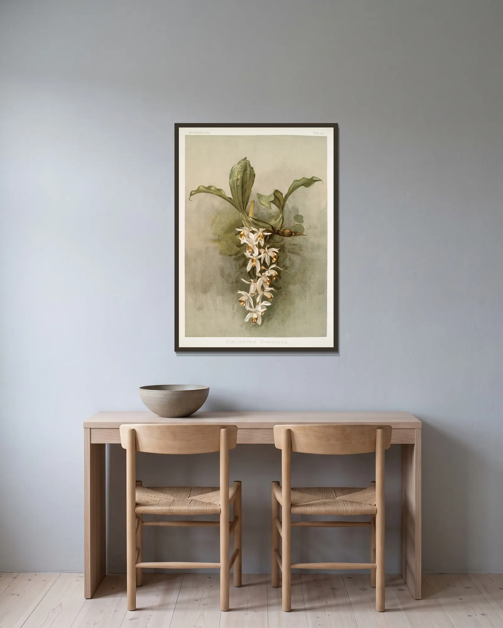 Coelogyne swaniana. av Frederick Sander inramad på en vägg