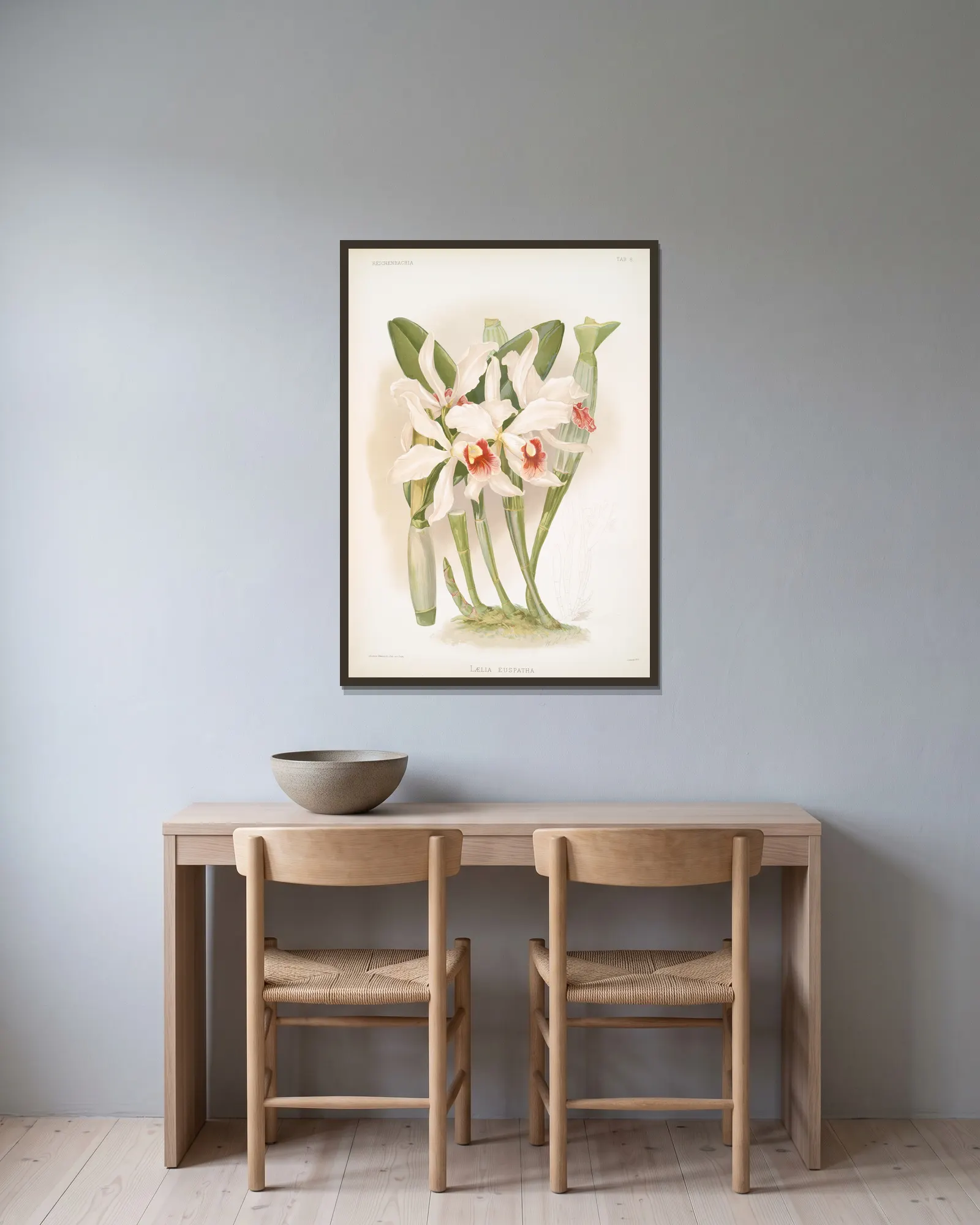 Laelia euspatha. av Frederick Sander inramad på en vägg