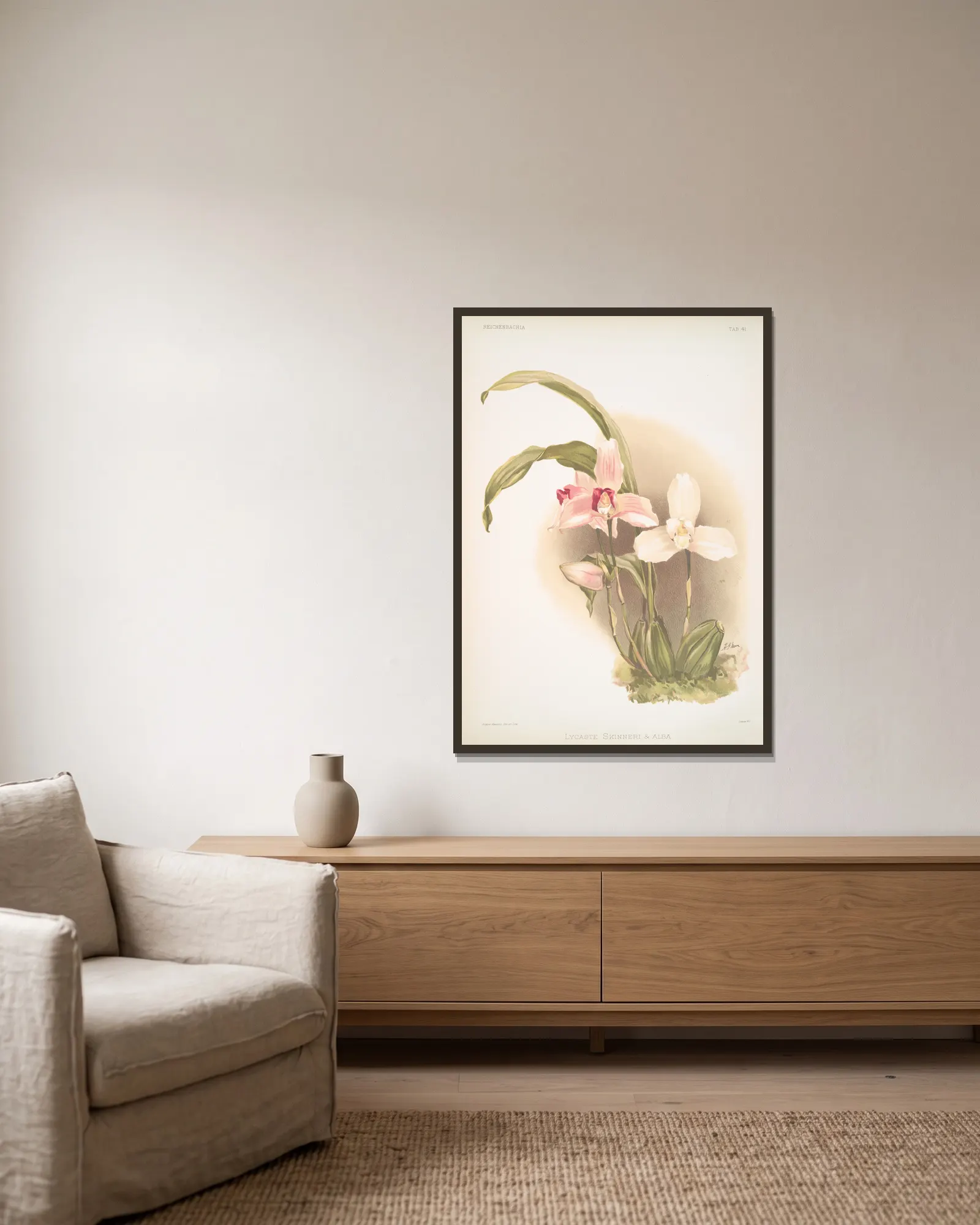 Lycaste skinneri & alba. av Frederick Sander inramad på en vägg