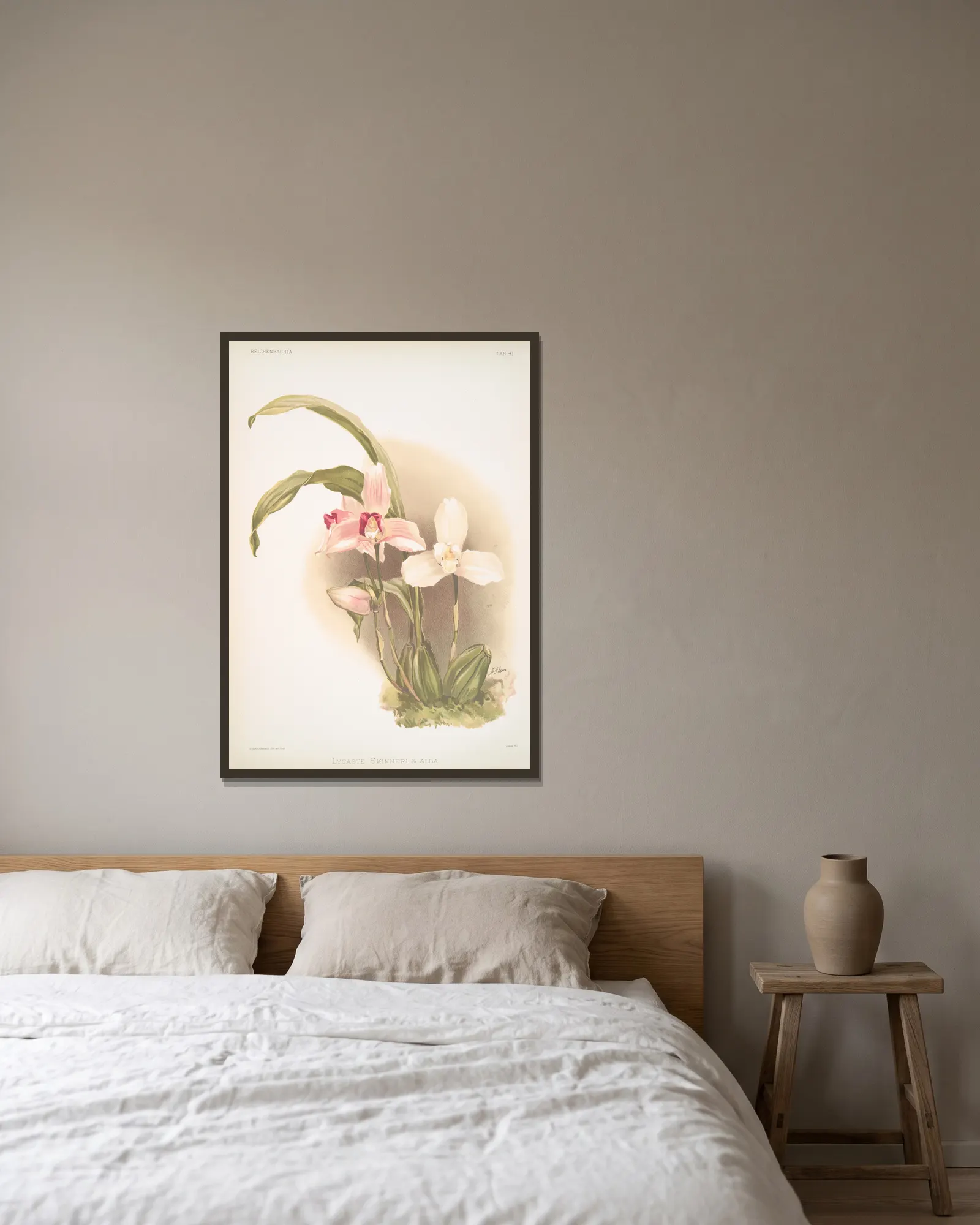 Lycaste skinneri & alba. av Frederick Sander inramad på en vägg