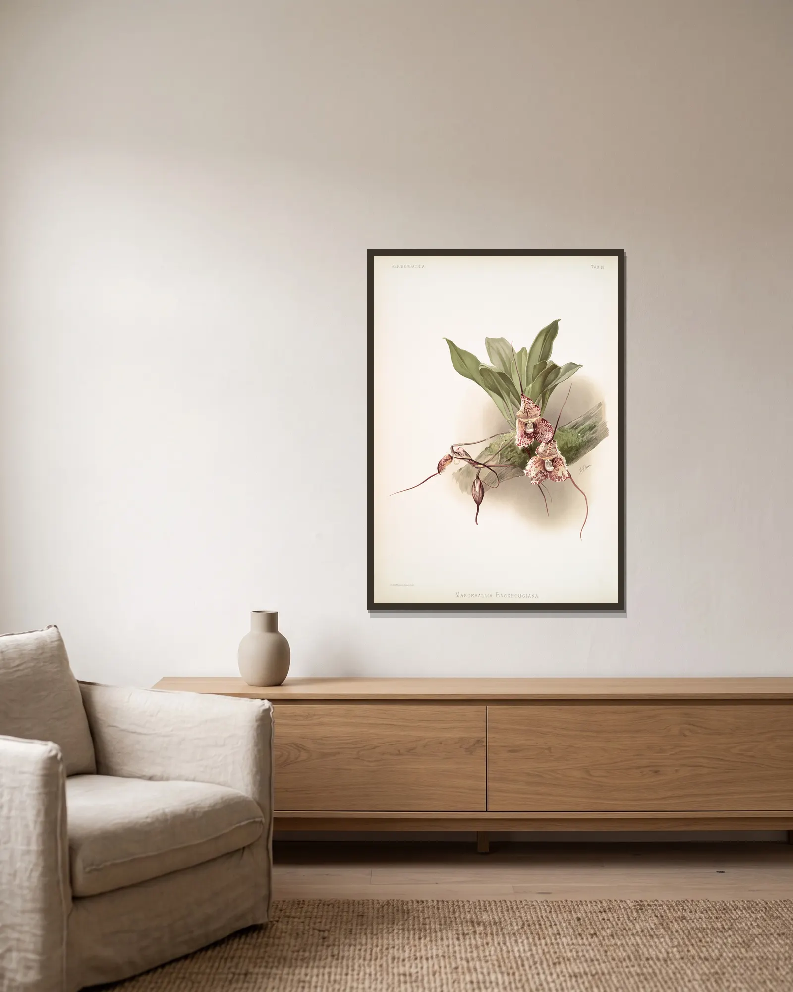 Masdevallia backhousiana. av Frederick Sander inramad på en vägg