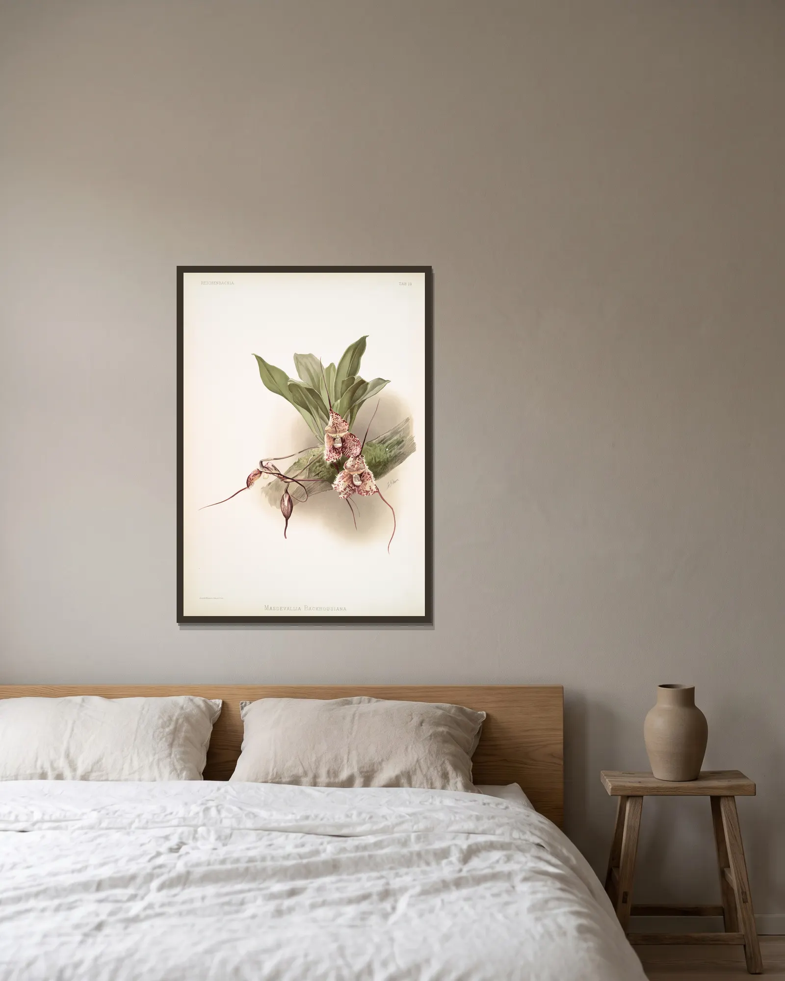 Masdevallia backhousiana. av Frederick Sander inramad på en vägg