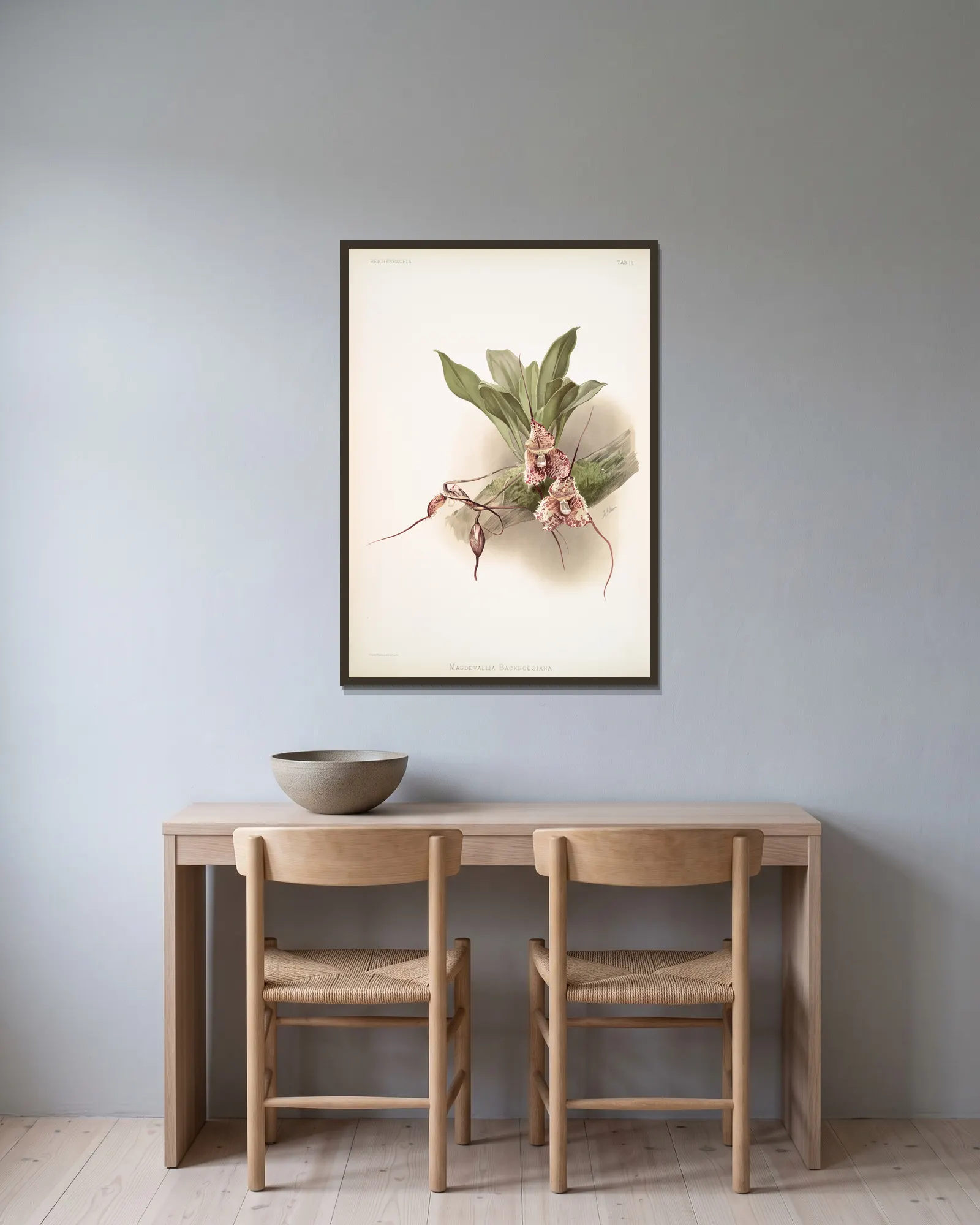 Masdevallia backhousiana. av Frederick Sander inramad på en vägg