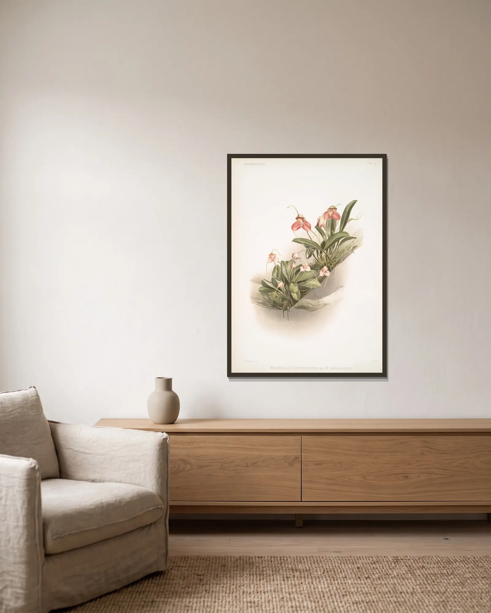 Masdevallia shuttleworthii and M. xanthocorys. av Frederick Sander inramad på en vägg
