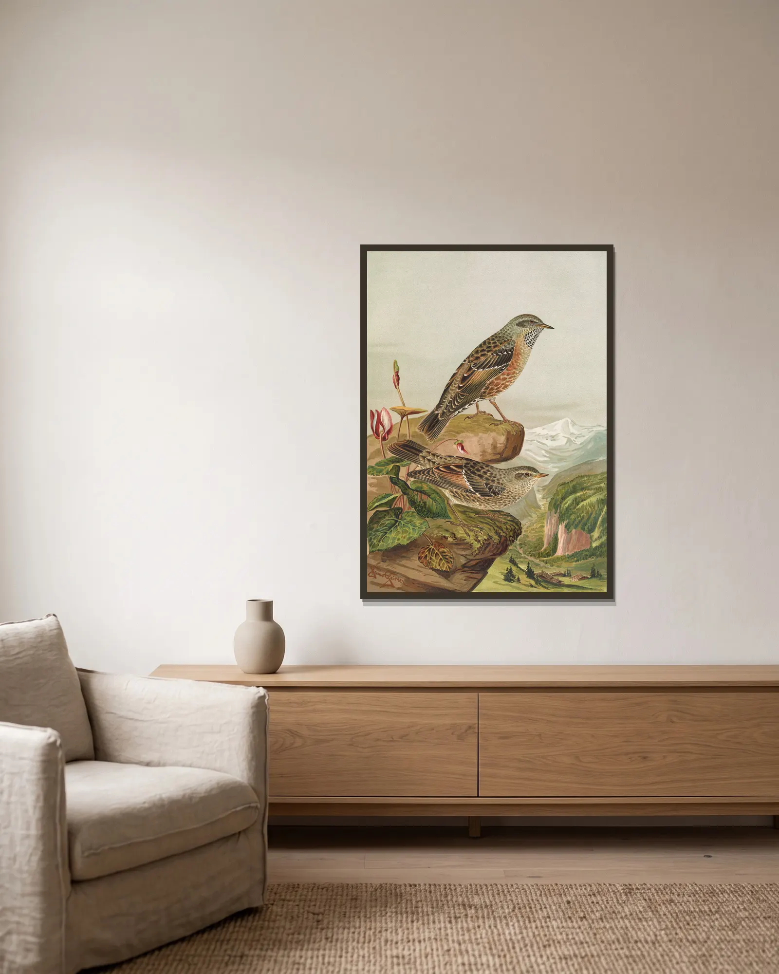 Accentor collaris av Johann Friedrich Naumann inramad på en vägg
