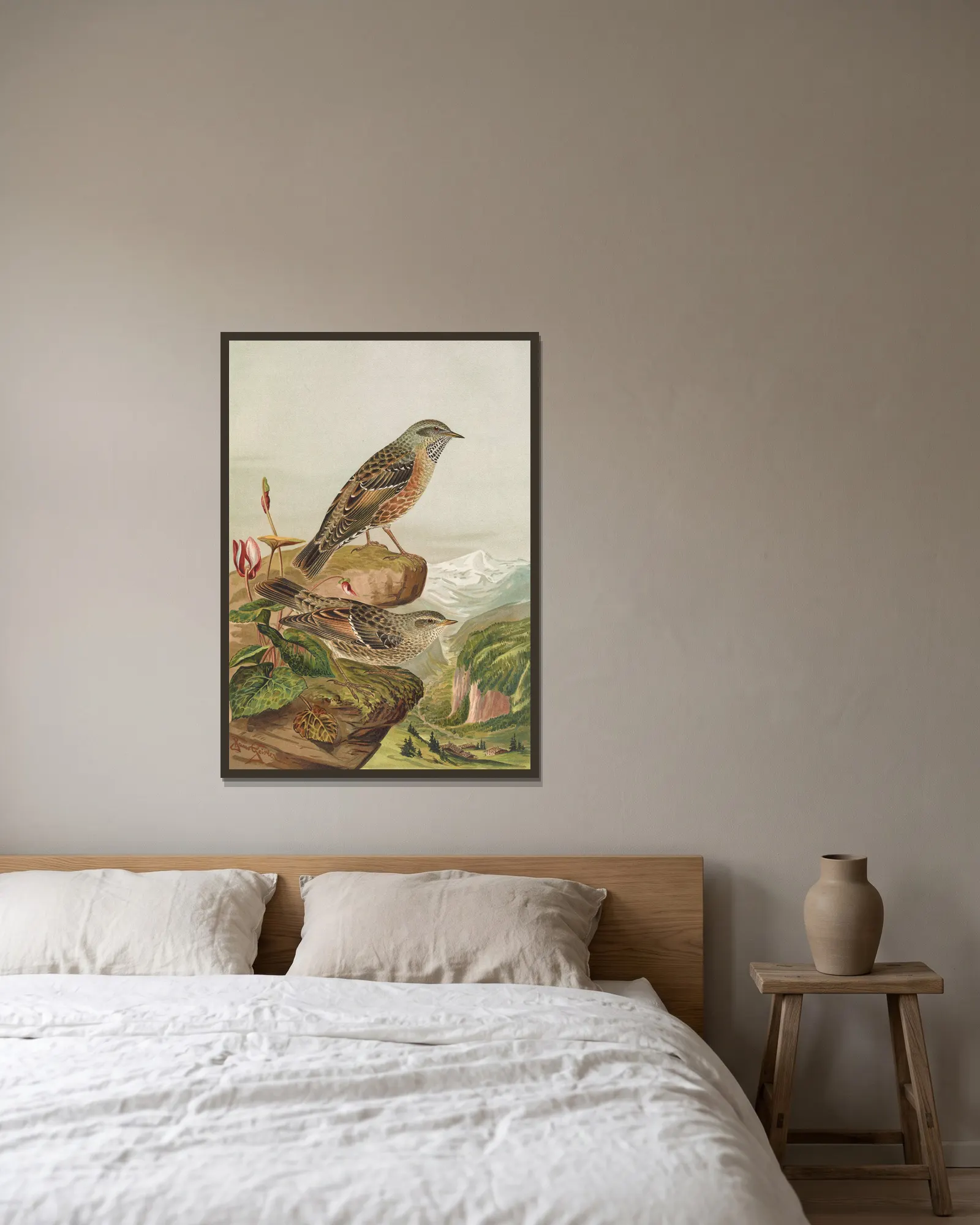 Accentor collaris av Johann Friedrich Naumann inramad på en vägg