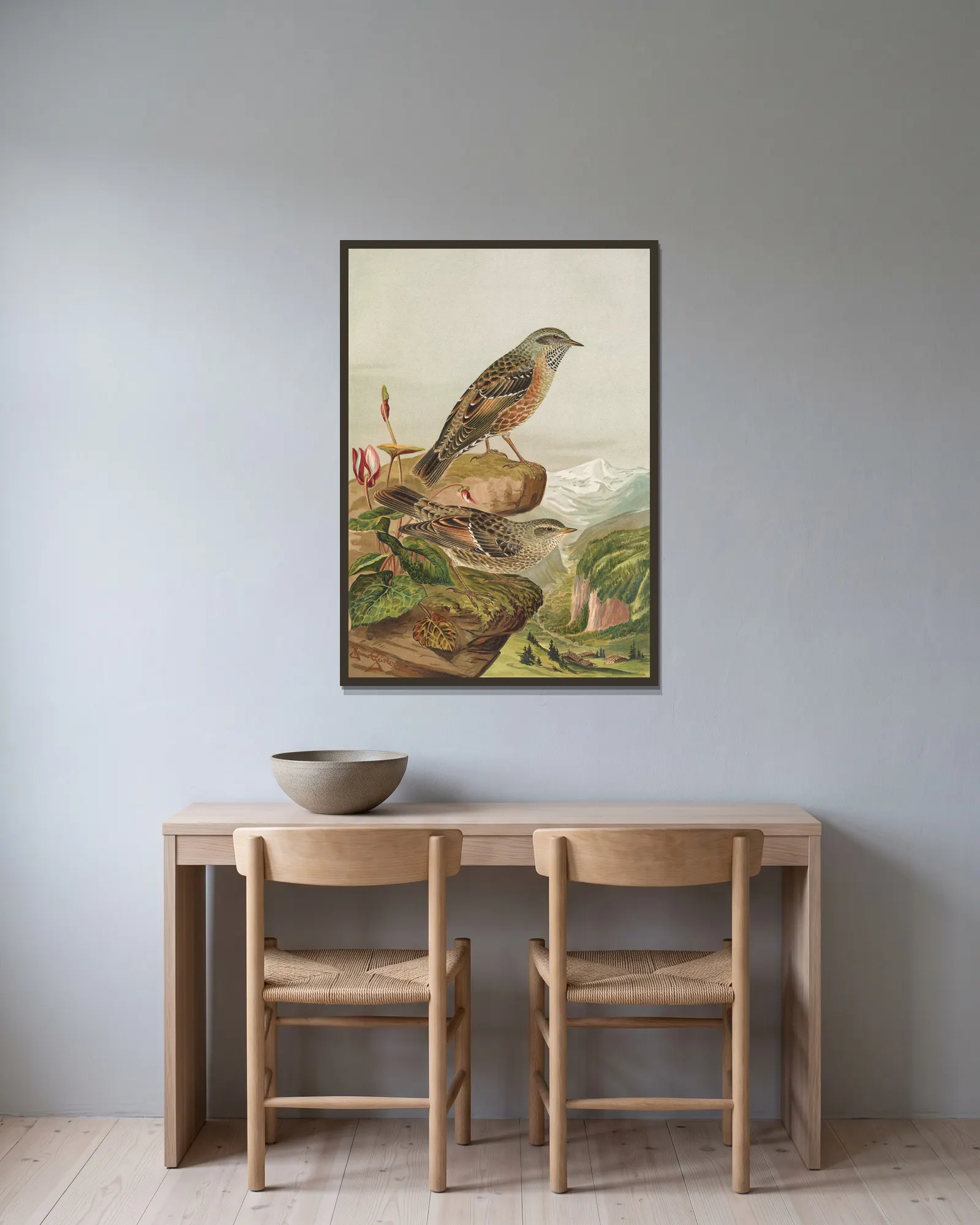 Accentor collaris av Johann Friedrich Naumann inramad på en vägg