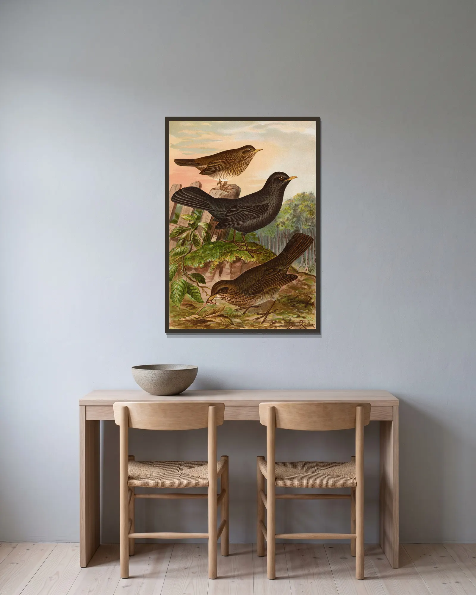 Turdus merula av Johann Friedrich Naumann inramad på en vägg