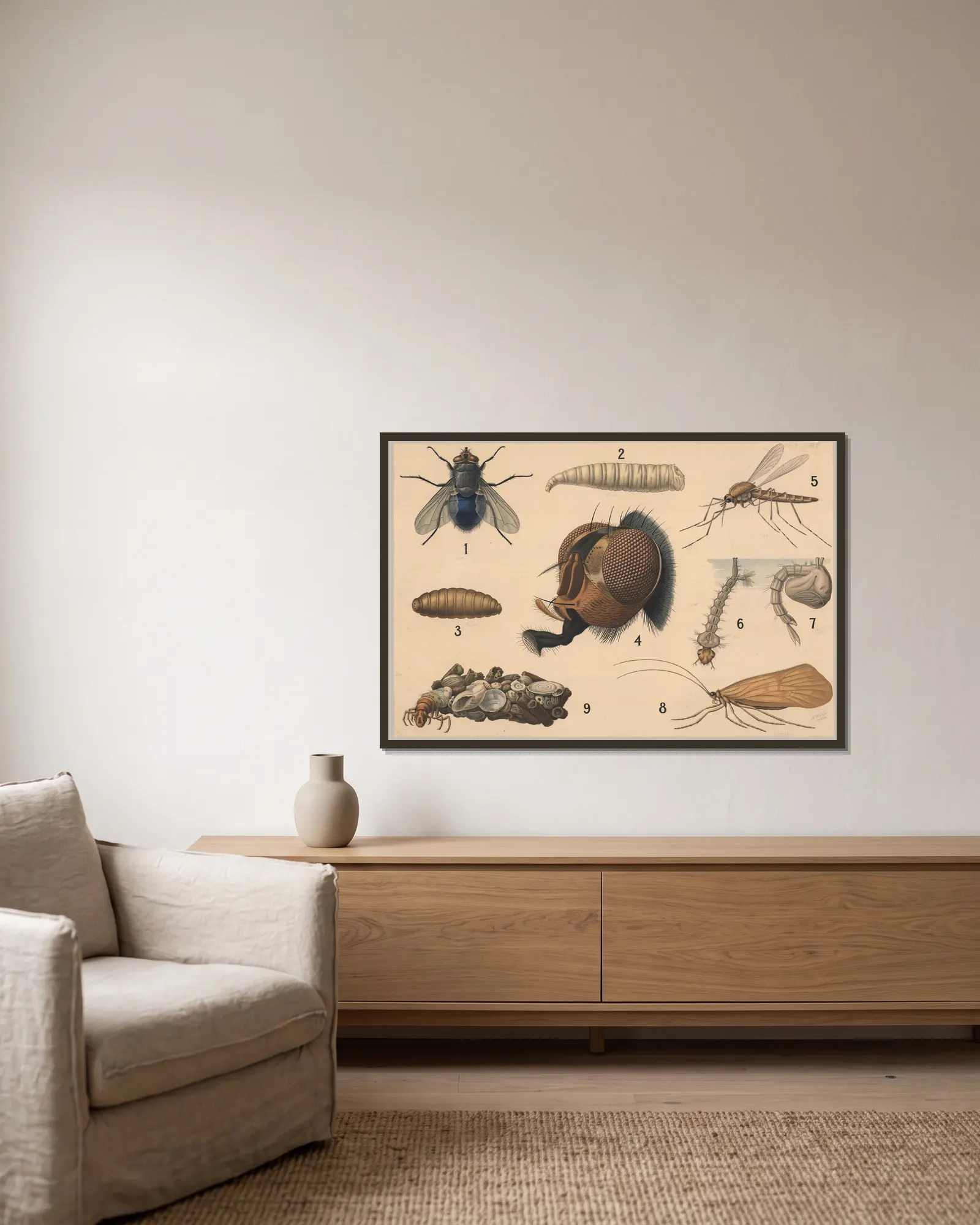 Diptera and Caddisfly av Friedrich Specht inramad på en vägg