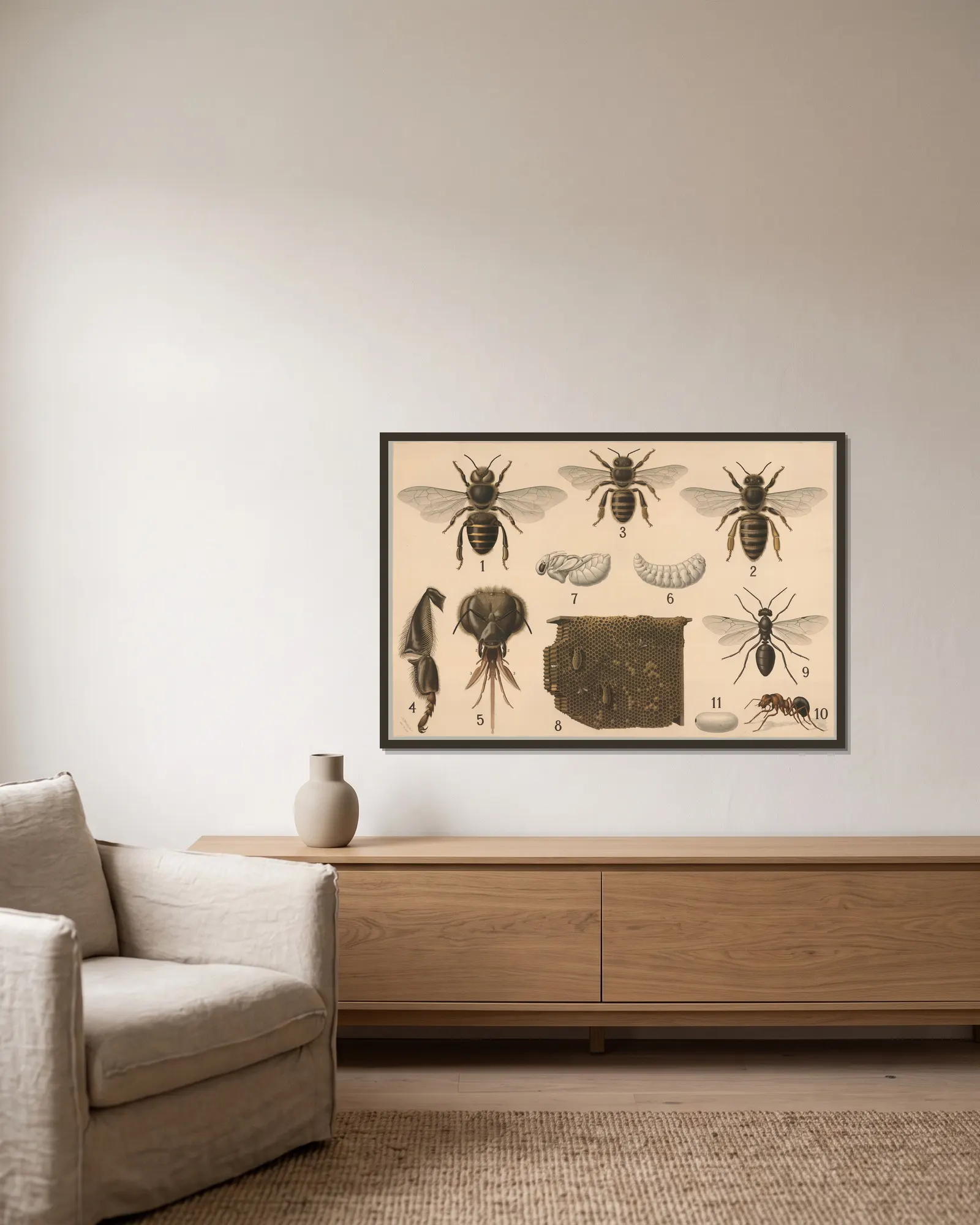 Hymenoptera av Friedrich Specht inramad på en vägg