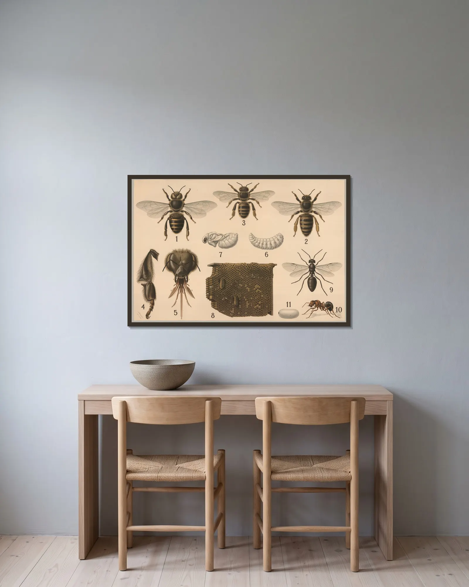 Hymenoptera av Friedrich Specht inramad på en vägg