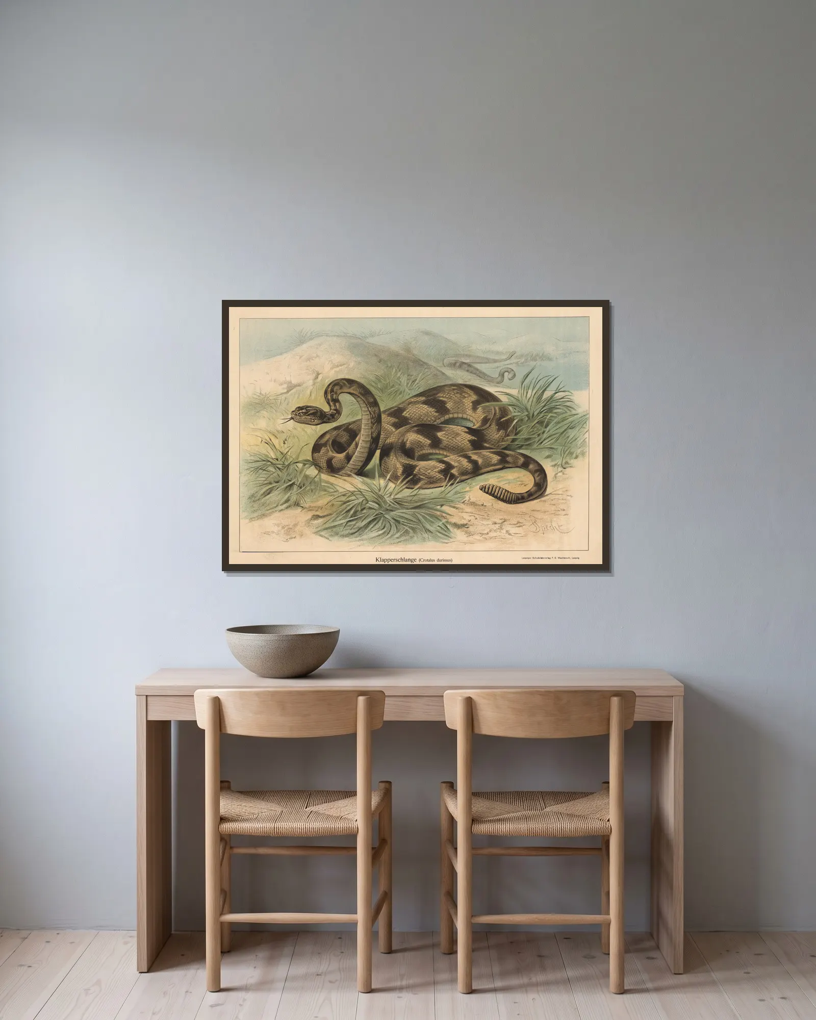 Klapperschlange (Crotalus durissus) av Friedrich Specht inramad på en vägg