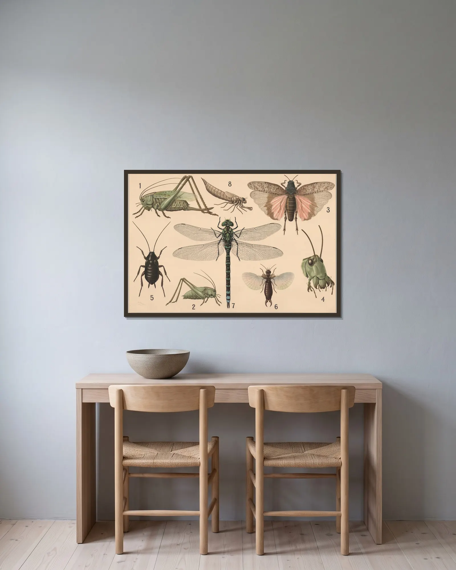 Orthoptera av Friedrich Specht inramad på en vägg
