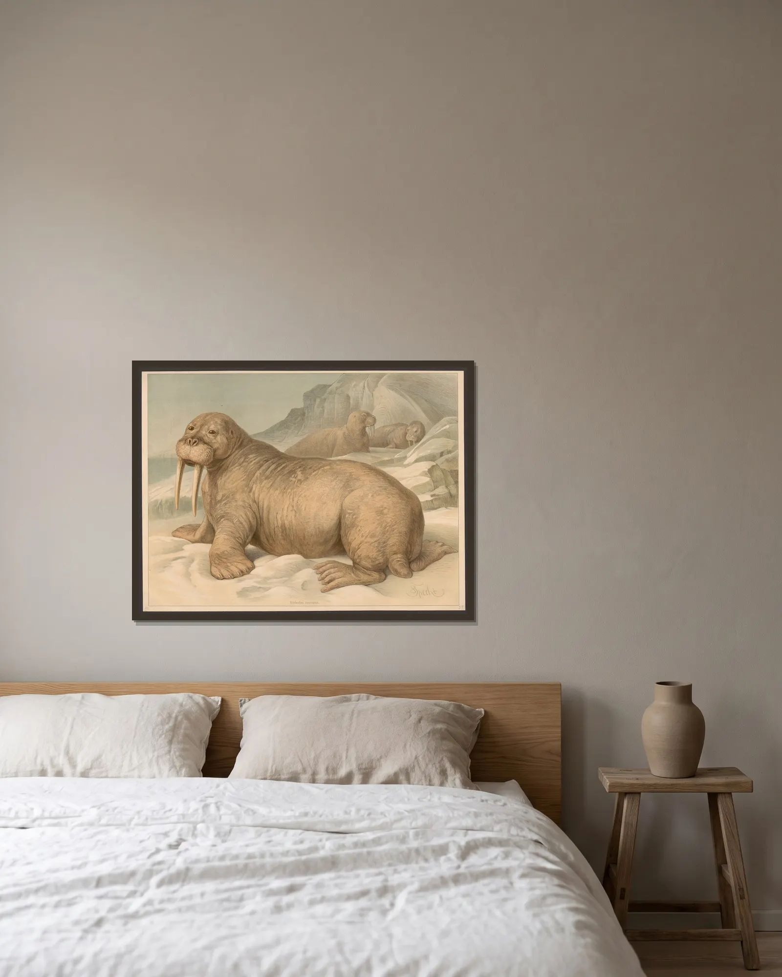 Trichechus rosmarus av Friedrich Specht inramad på en vägg