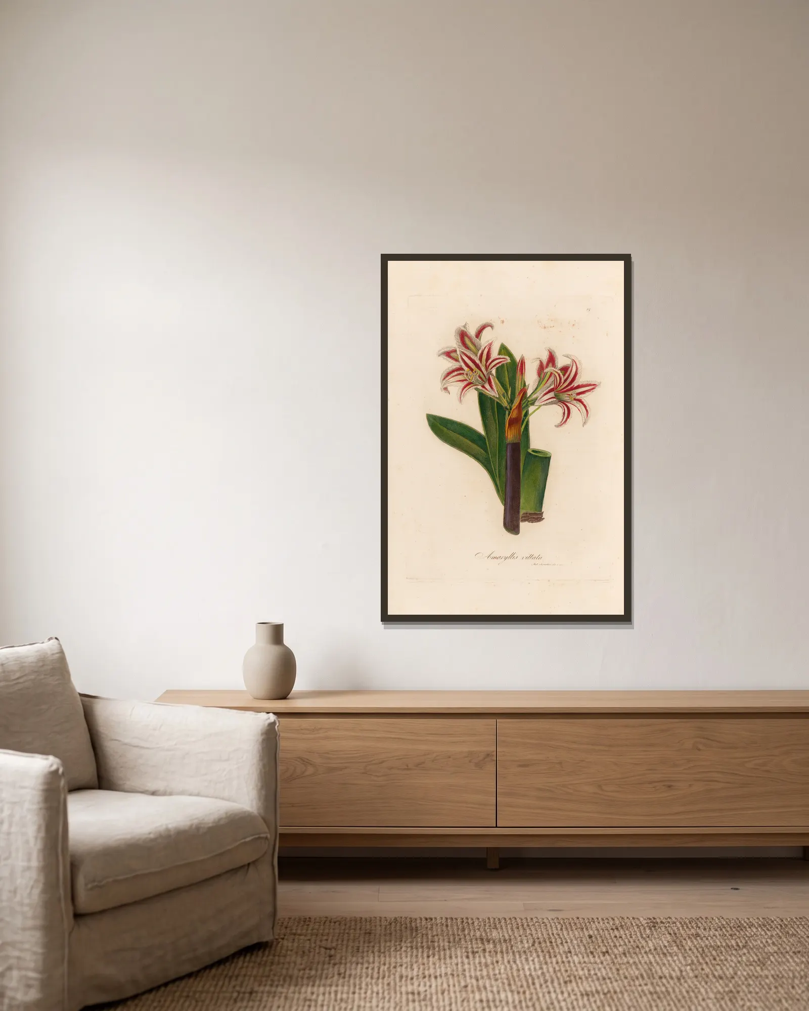 Amaryllis vittata av Gaetano Savi inramad på en vägg
