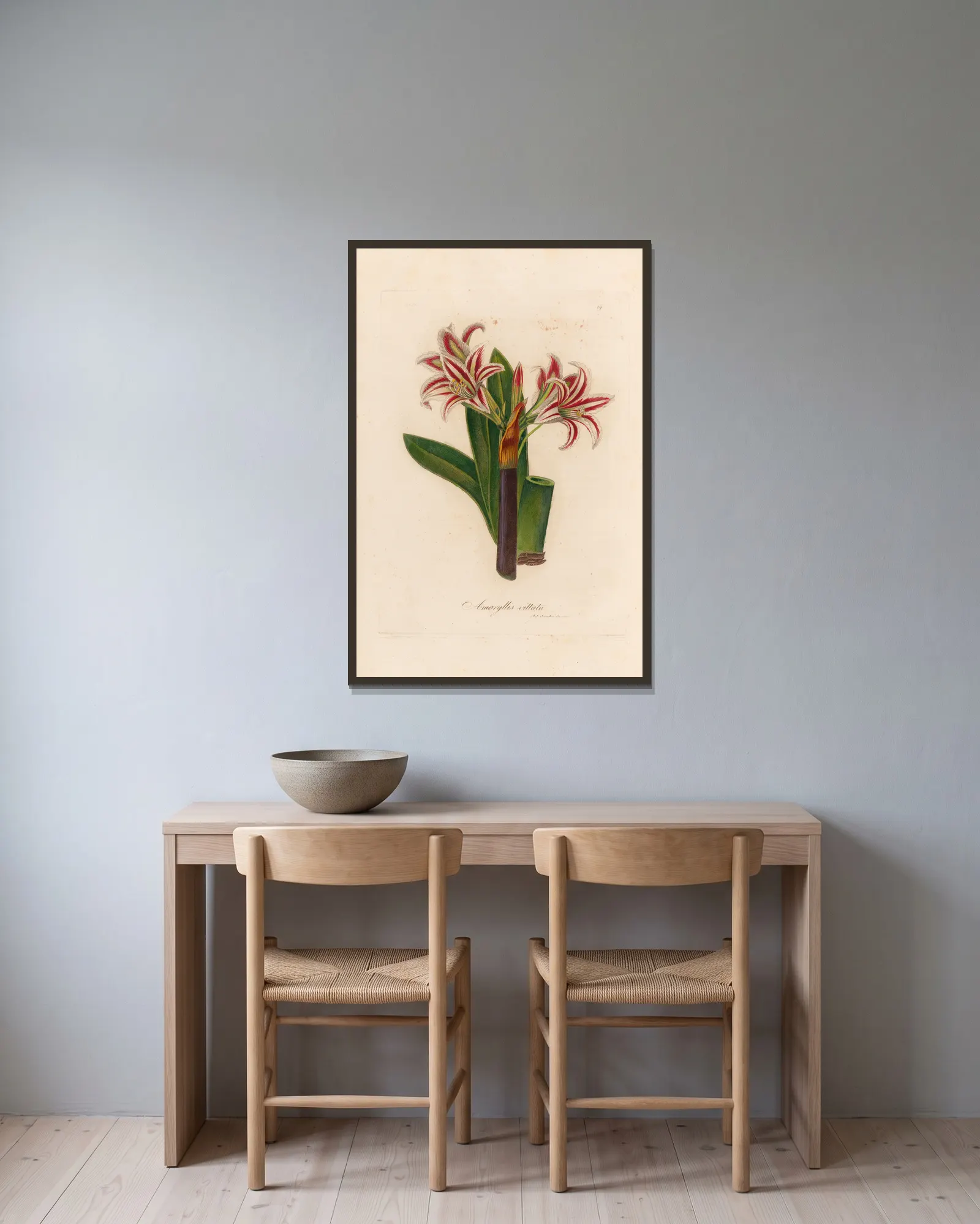 Amaryllis vittata av Gaetano Savi inramad på en vägg