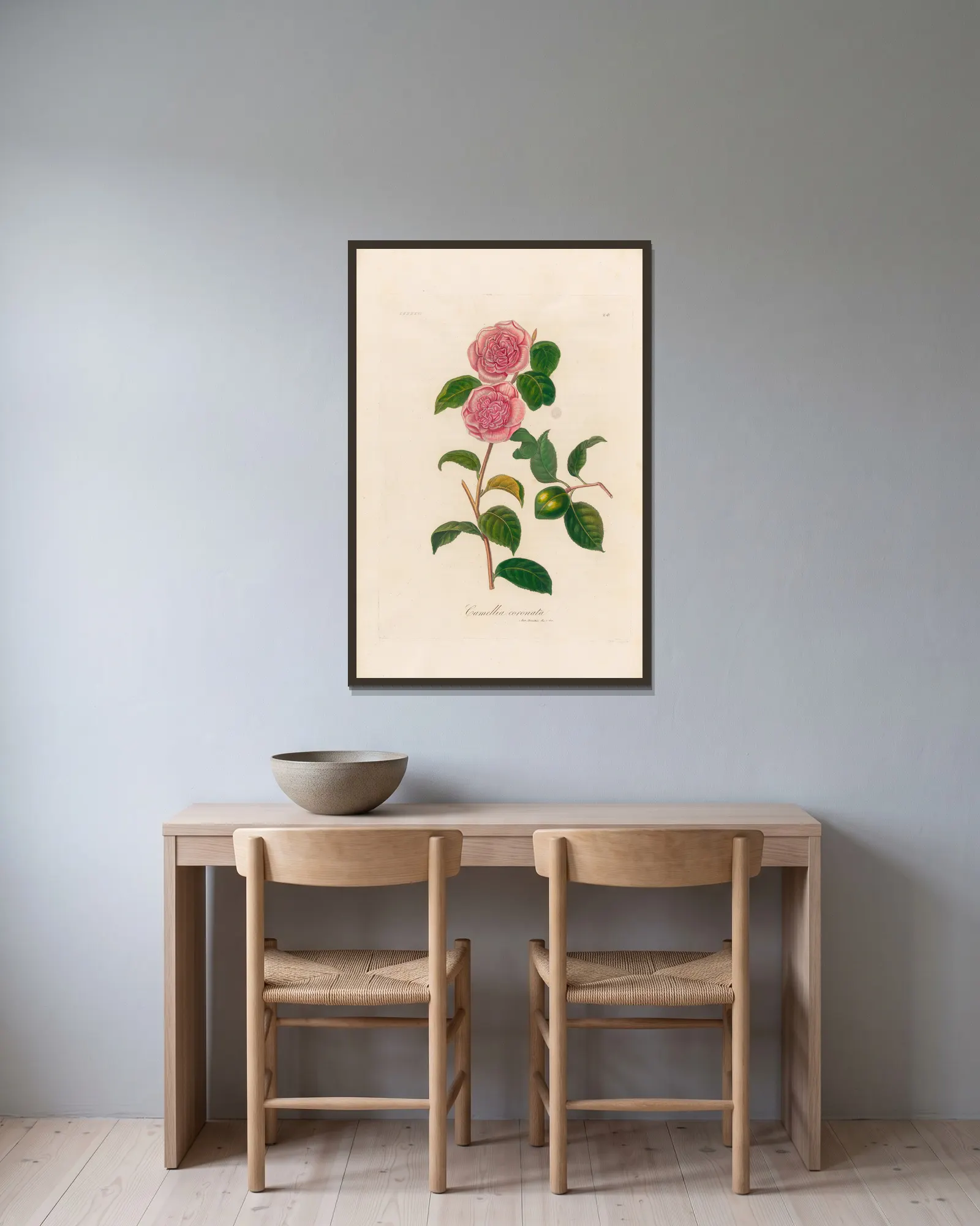 Camellia coronata av Gaetano Savi inramad på en vägg