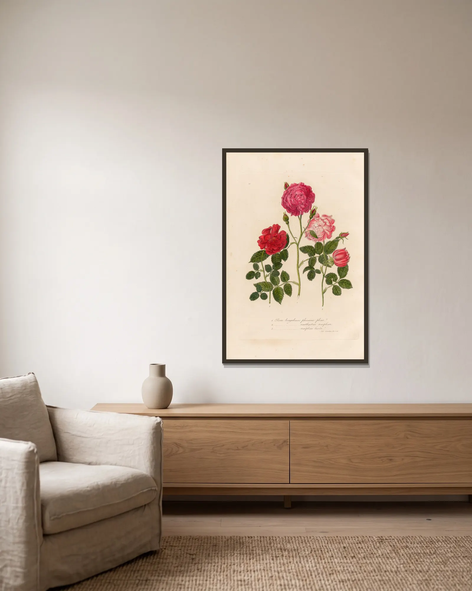 Rosa bengalensis av Gaetano Savi inramad på en vägg