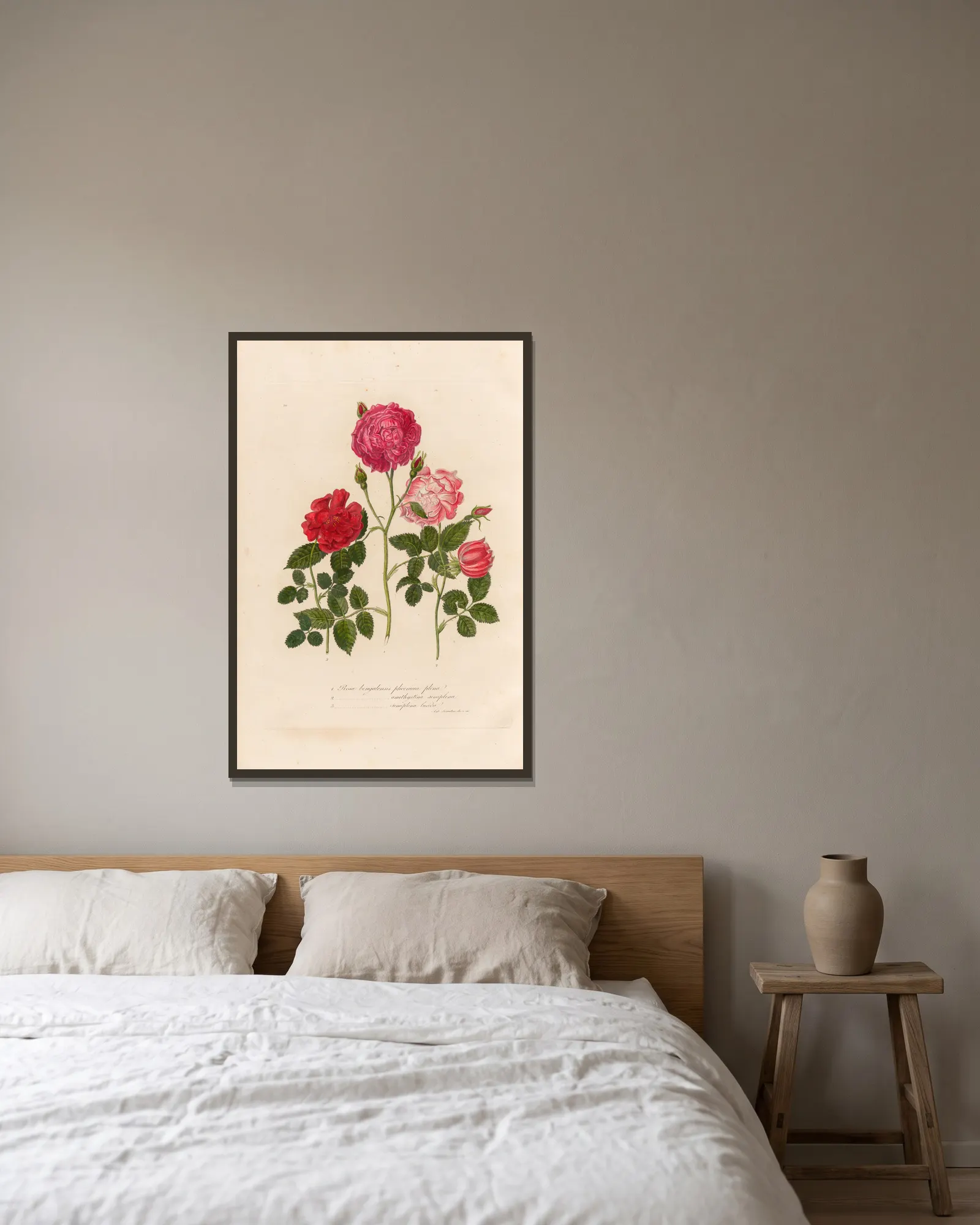 Rosa bengalensis av Gaetano Savi inramad på en vägg