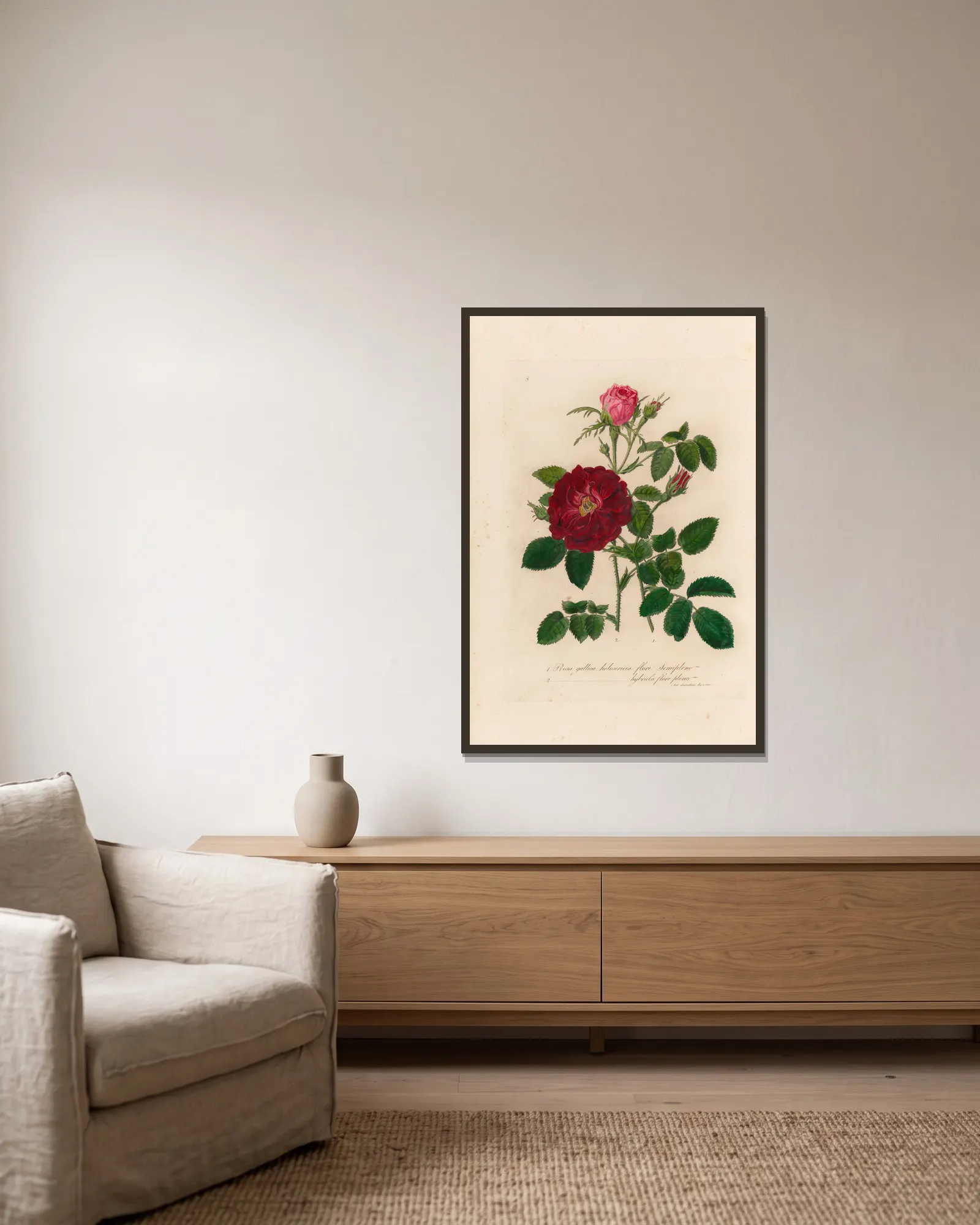 Rosa gallica av Gaetano Savi inramad på en vägg