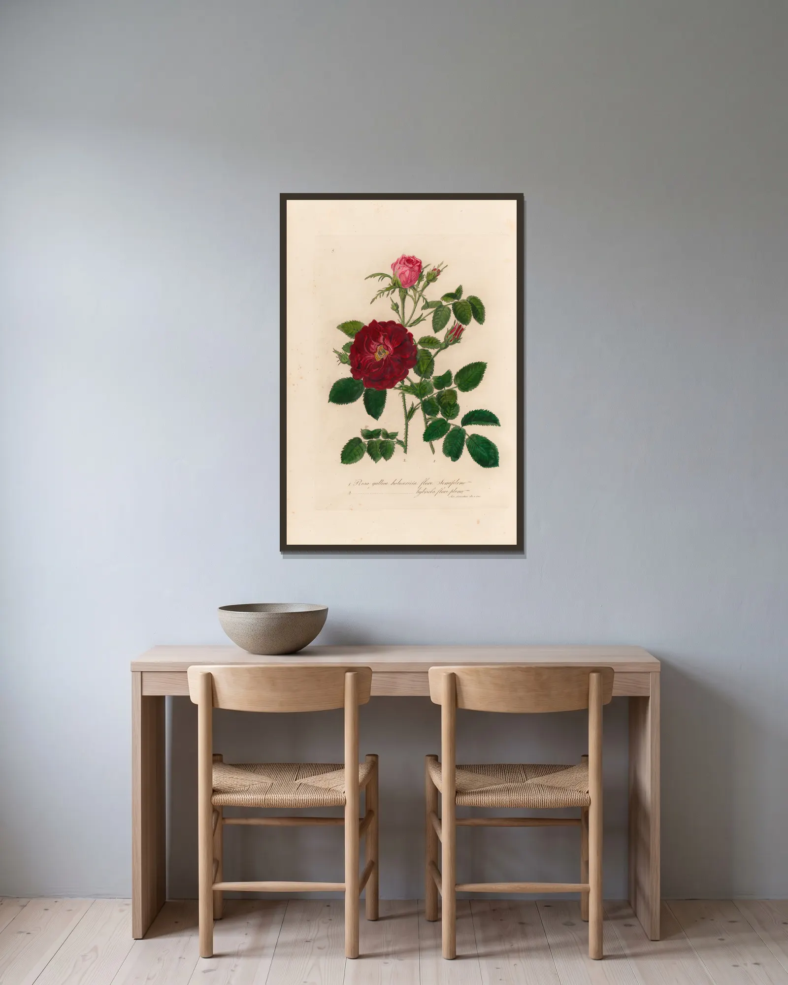 Rosa gallica av Gaetano Savi inramad på en vägg