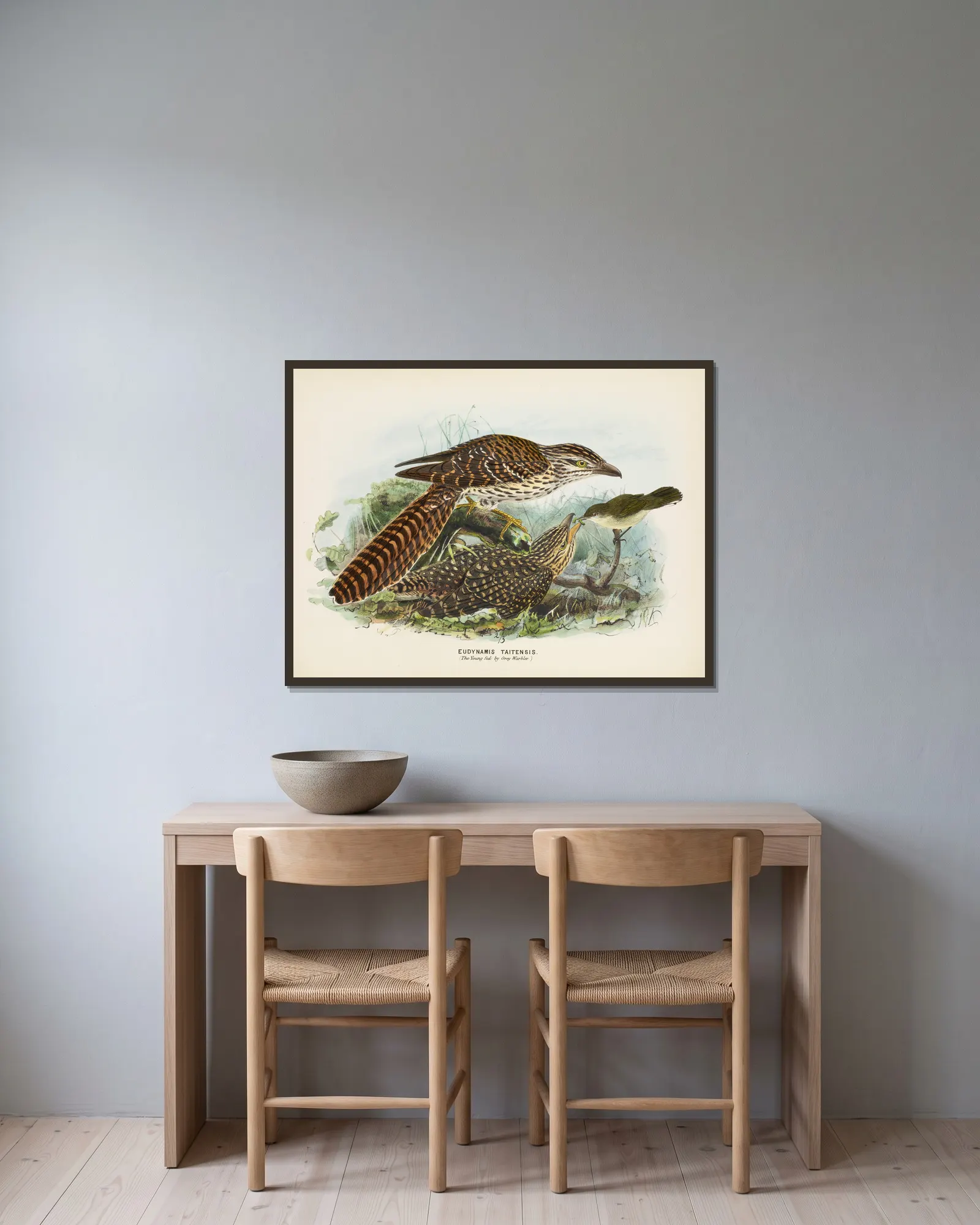 Eudynamis taitensis (The Young fed by Grey Warbler) av John Gerrard Keulemans inramad på en vägg