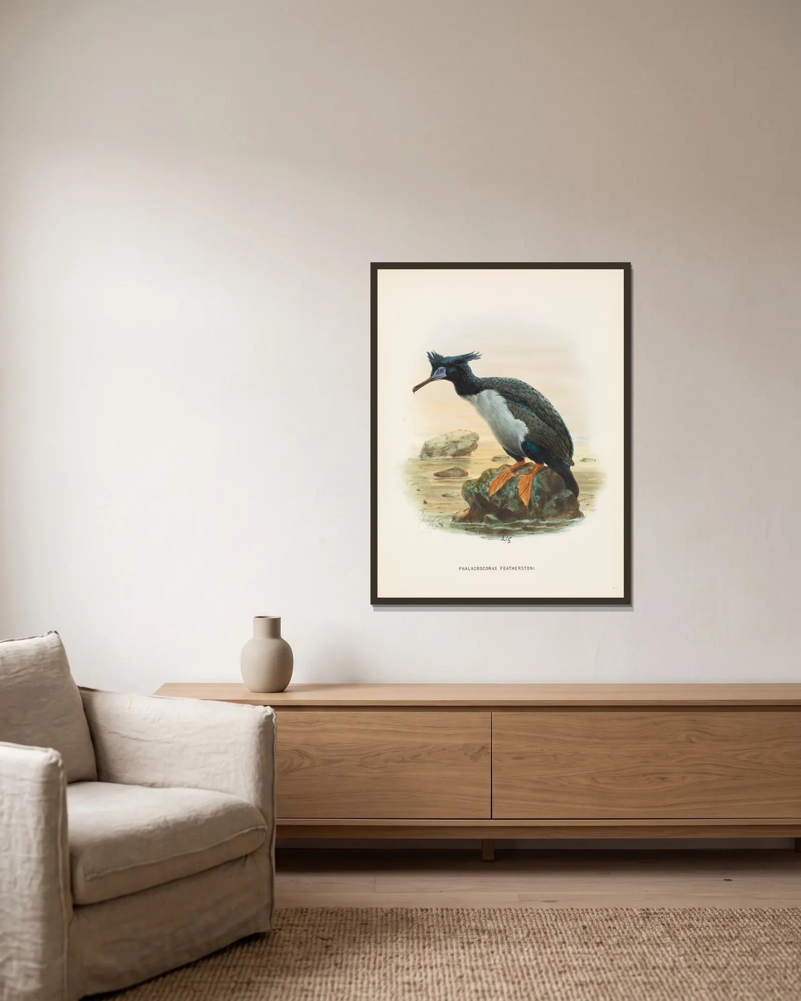 Phalacrocorax featherstoni av John Gerrard Keulemans inramad på en vägg