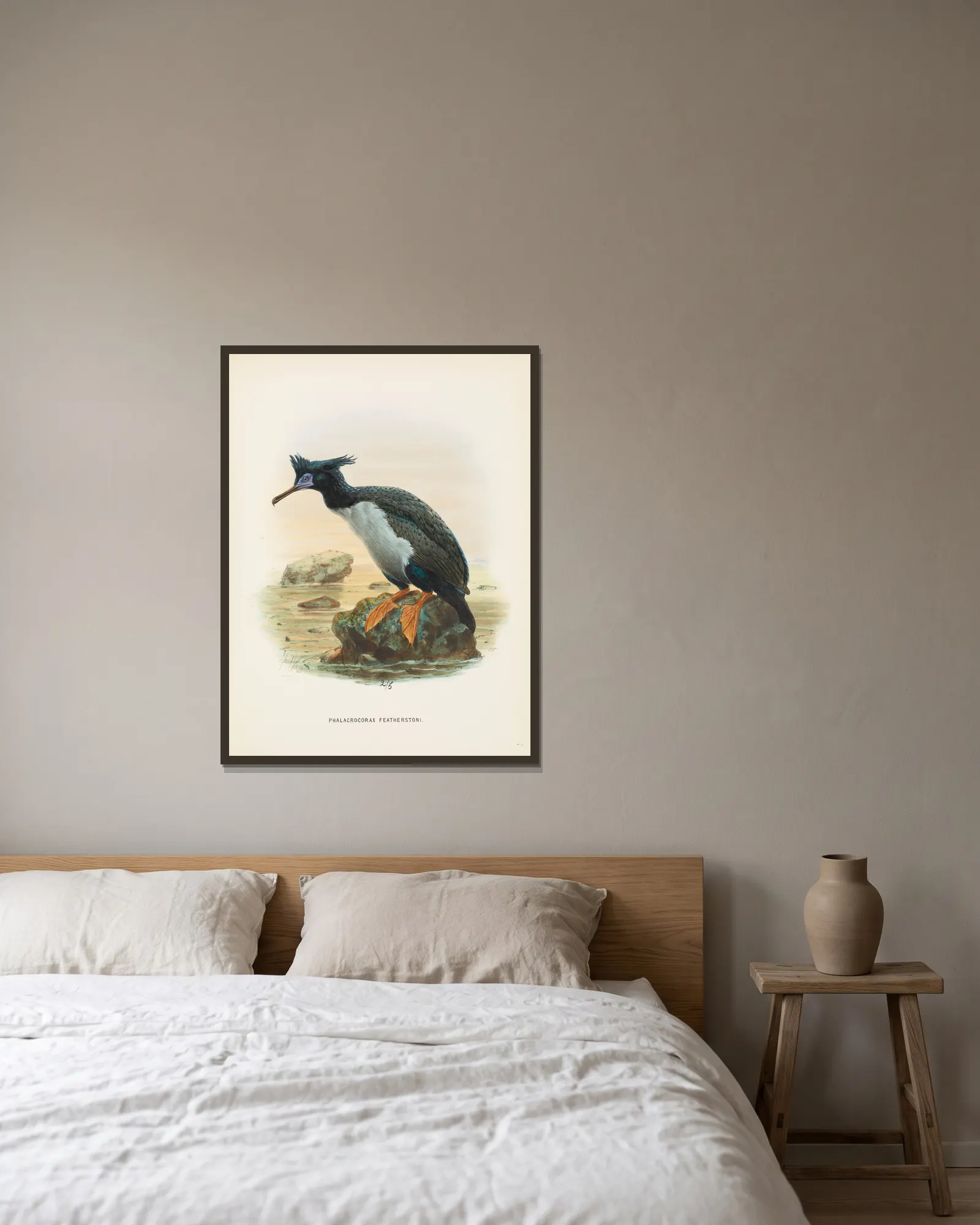 Phalacrocorax featherstoni av John Gerrard Keulemans inramad på en vägg