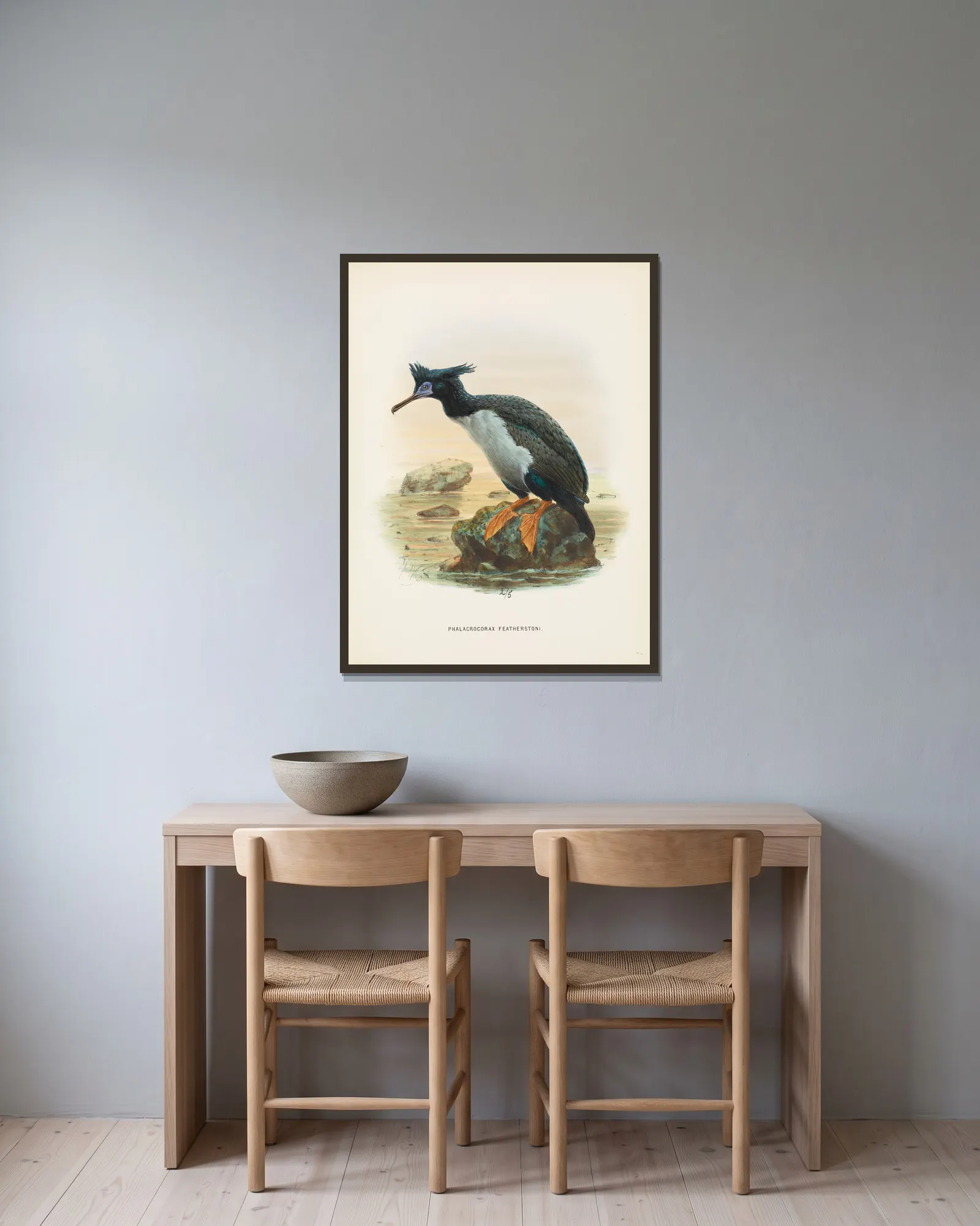 Phalacrocorax featherstoni av John Gerrard Keulemans inramad på en vägg