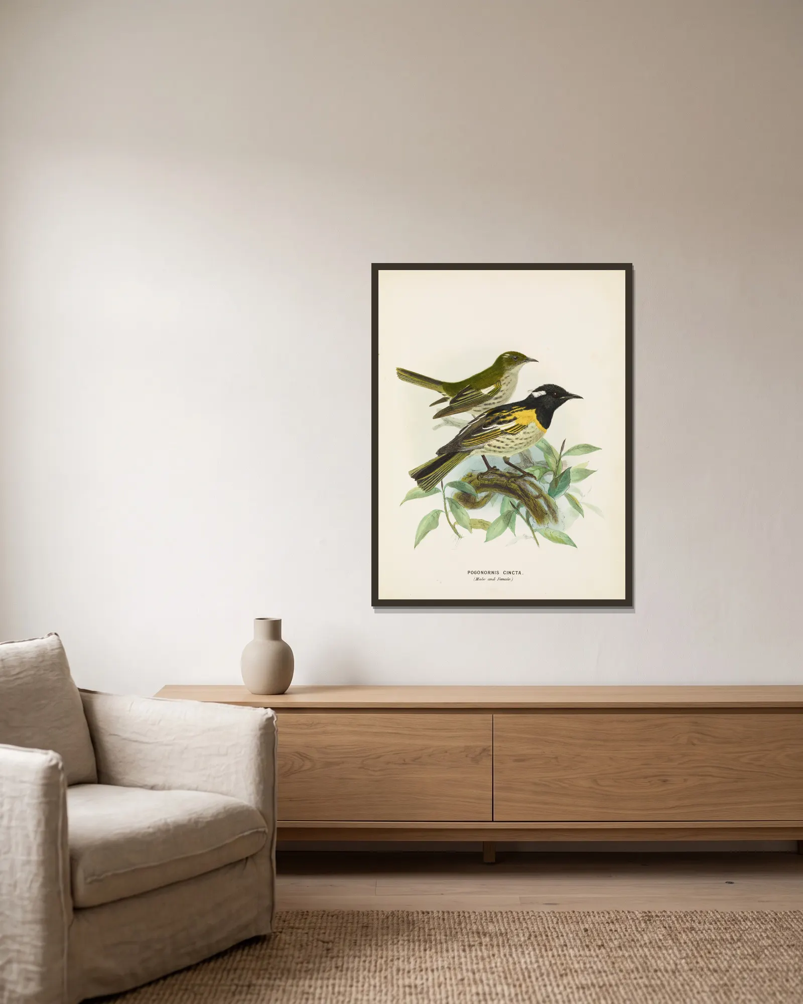 Pogonornis cincta (Male and Female) av John Gerrard Keulemans inramad på en vägg