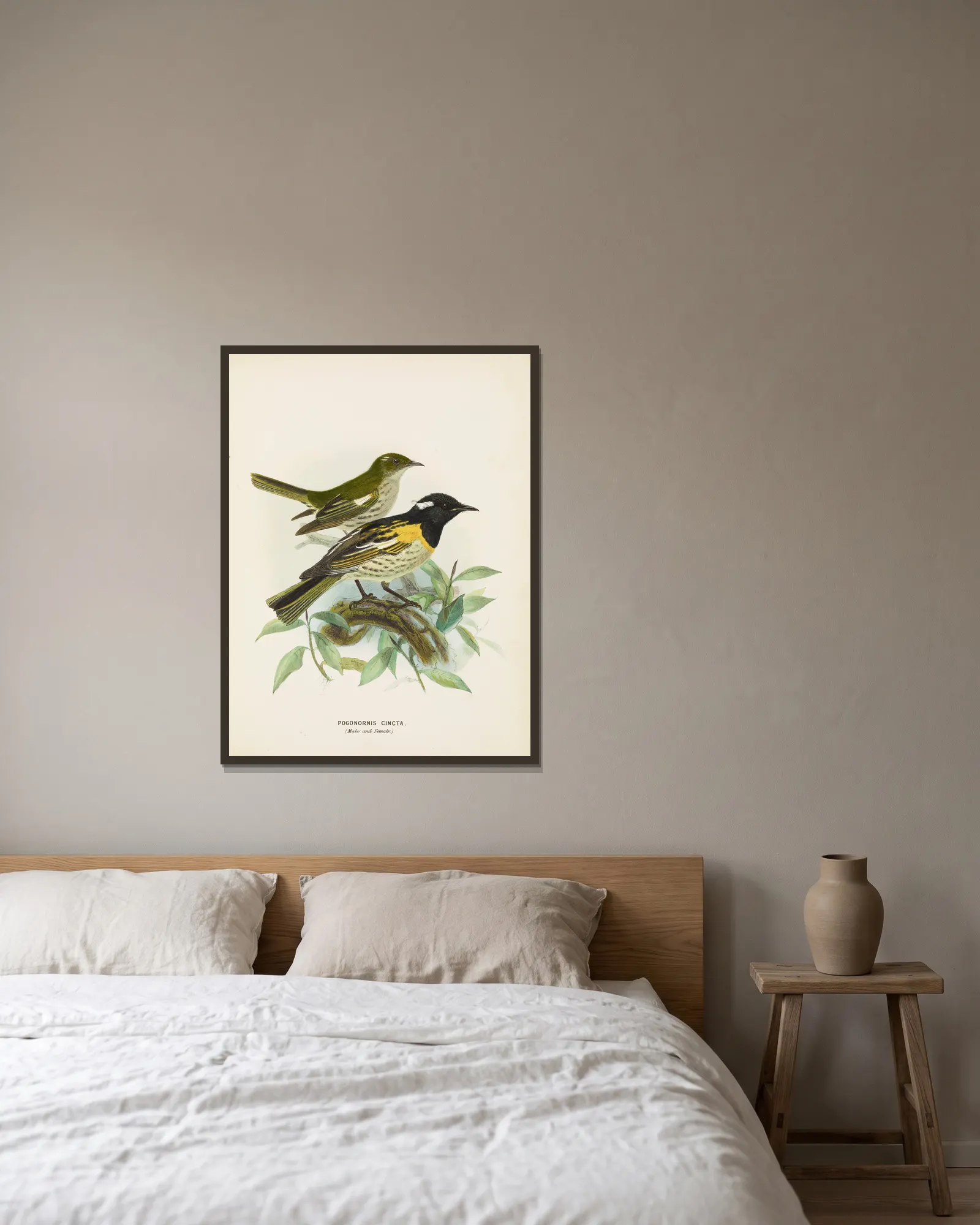 Pogonornis cincta (Male and Female) av John Gerrard Keulemans inramad på en vägg