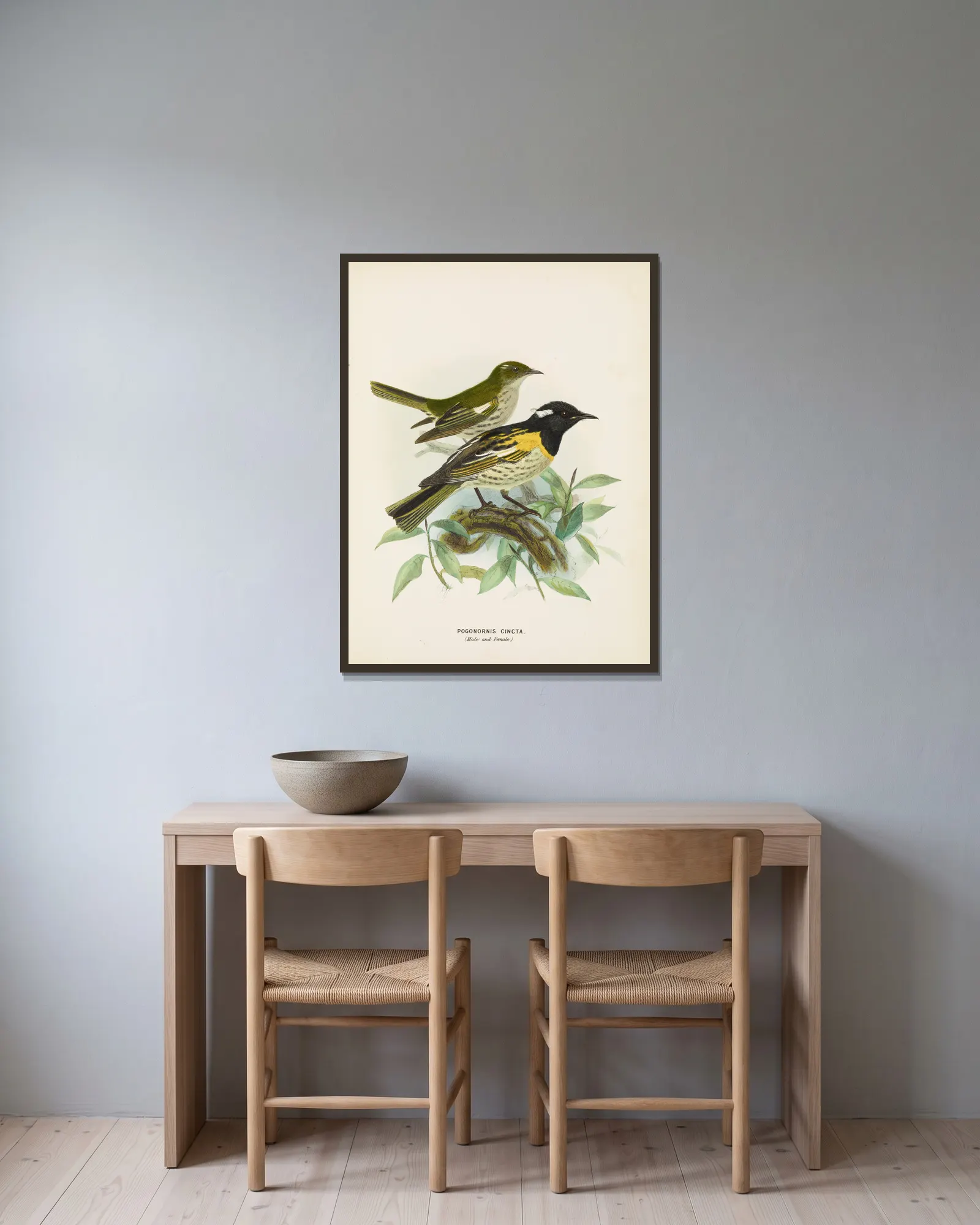Pogonornis cincta (Male and Female) av John Gerrard Keulemans inramad på en vägg