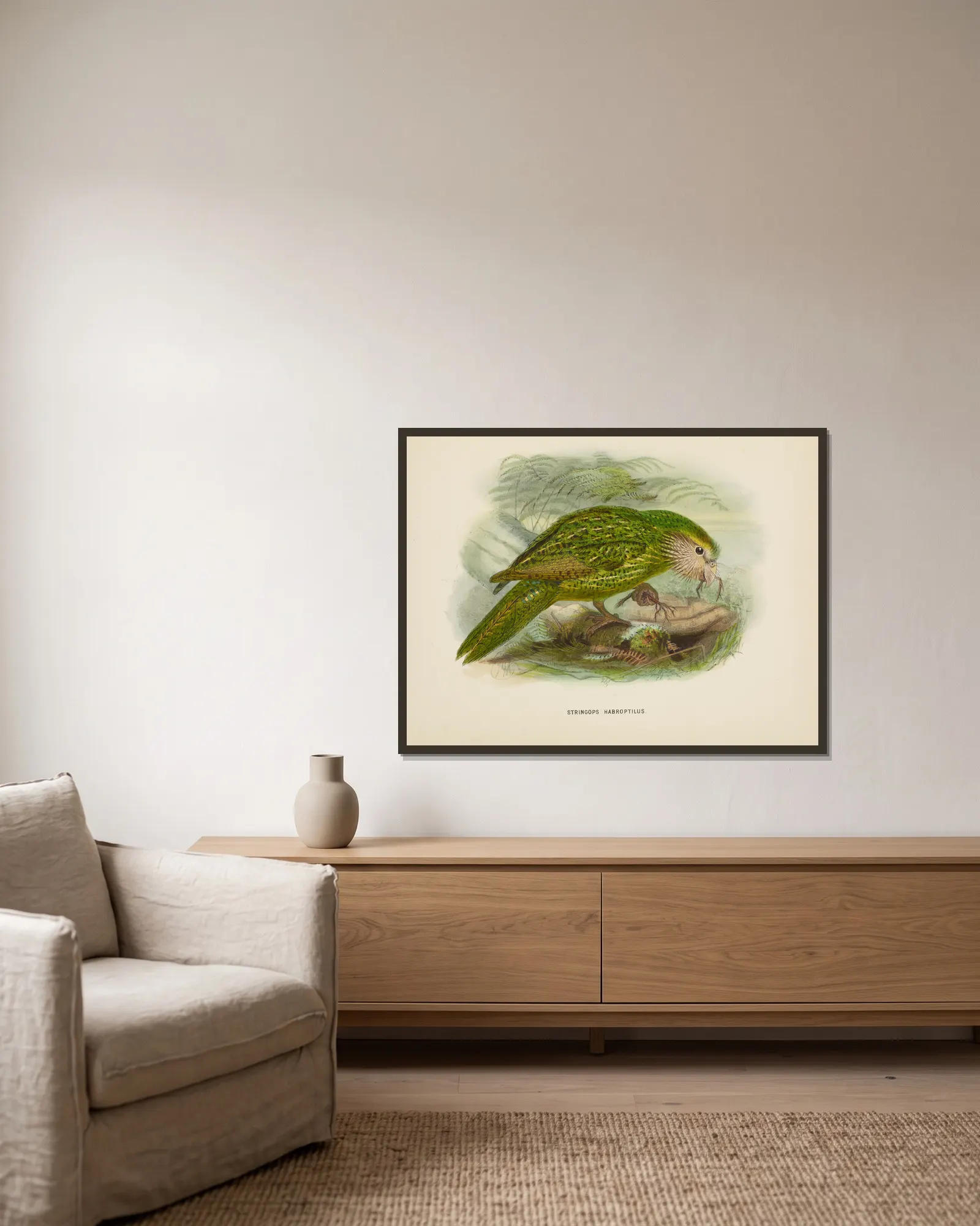 Stringops habroptilus av John Gerrard Keulemans inramad på en vägg