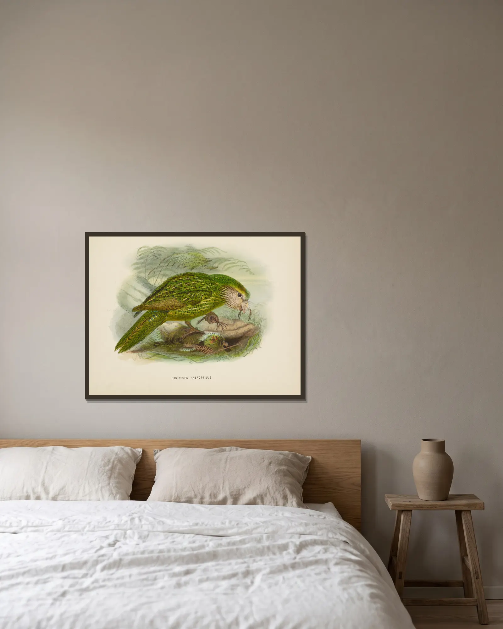 Stringops habroptilus av John Gerrard Keulemans inramad på en vägg