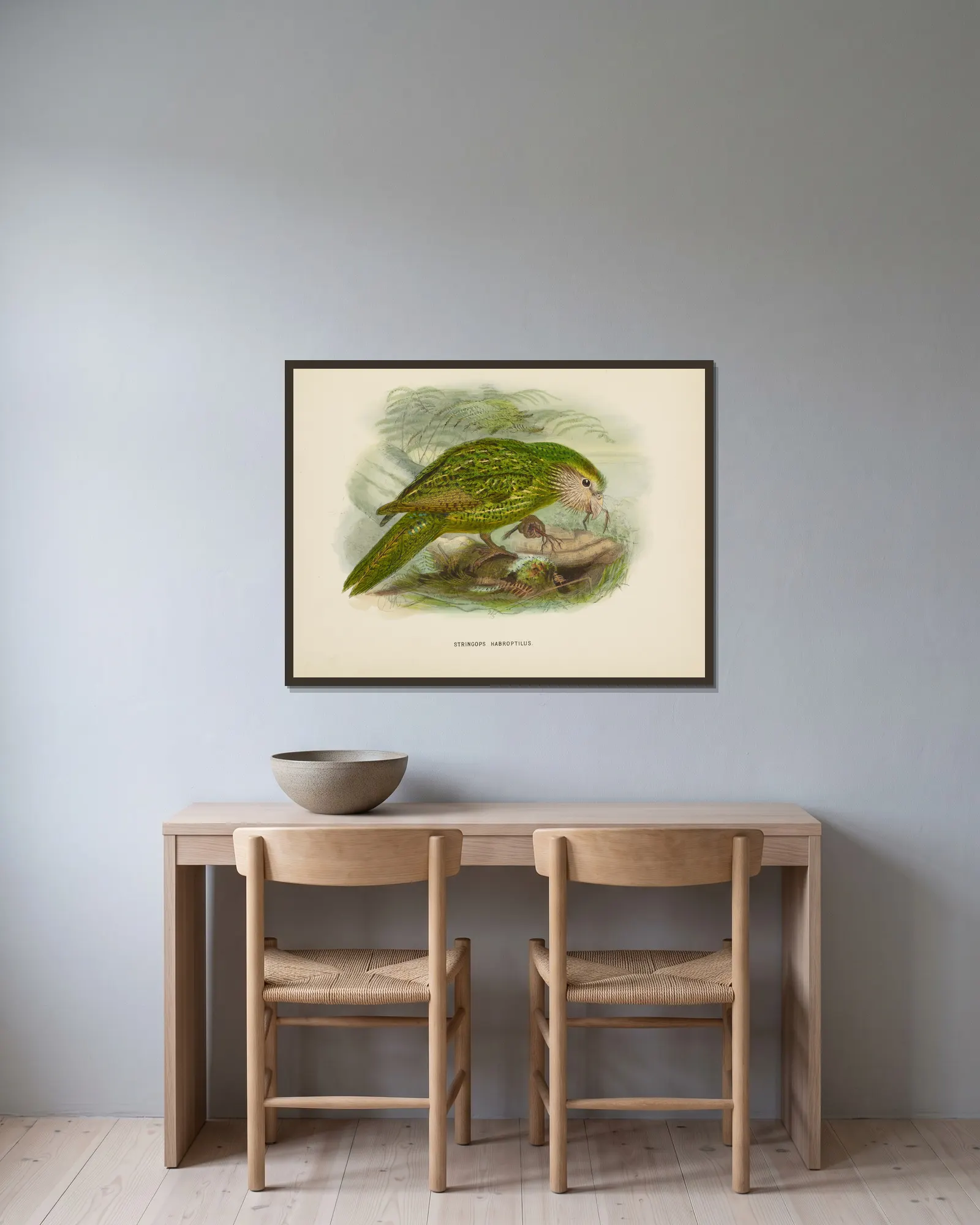 Stringops habroptilus av John Gerrard Keulemans inramad på en vägg