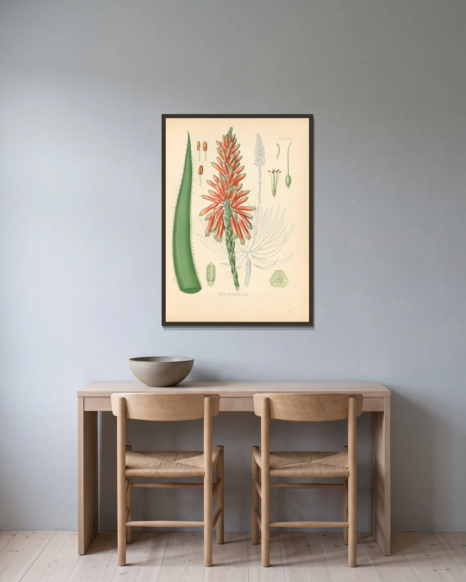 Aloe socotrina av Gustav Pabst inramad på en vägg