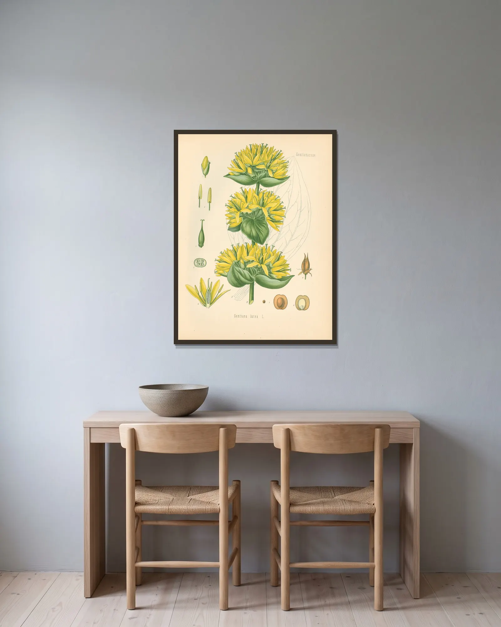 Gentiana lutea av Gustav Pabst inramad på en vägg