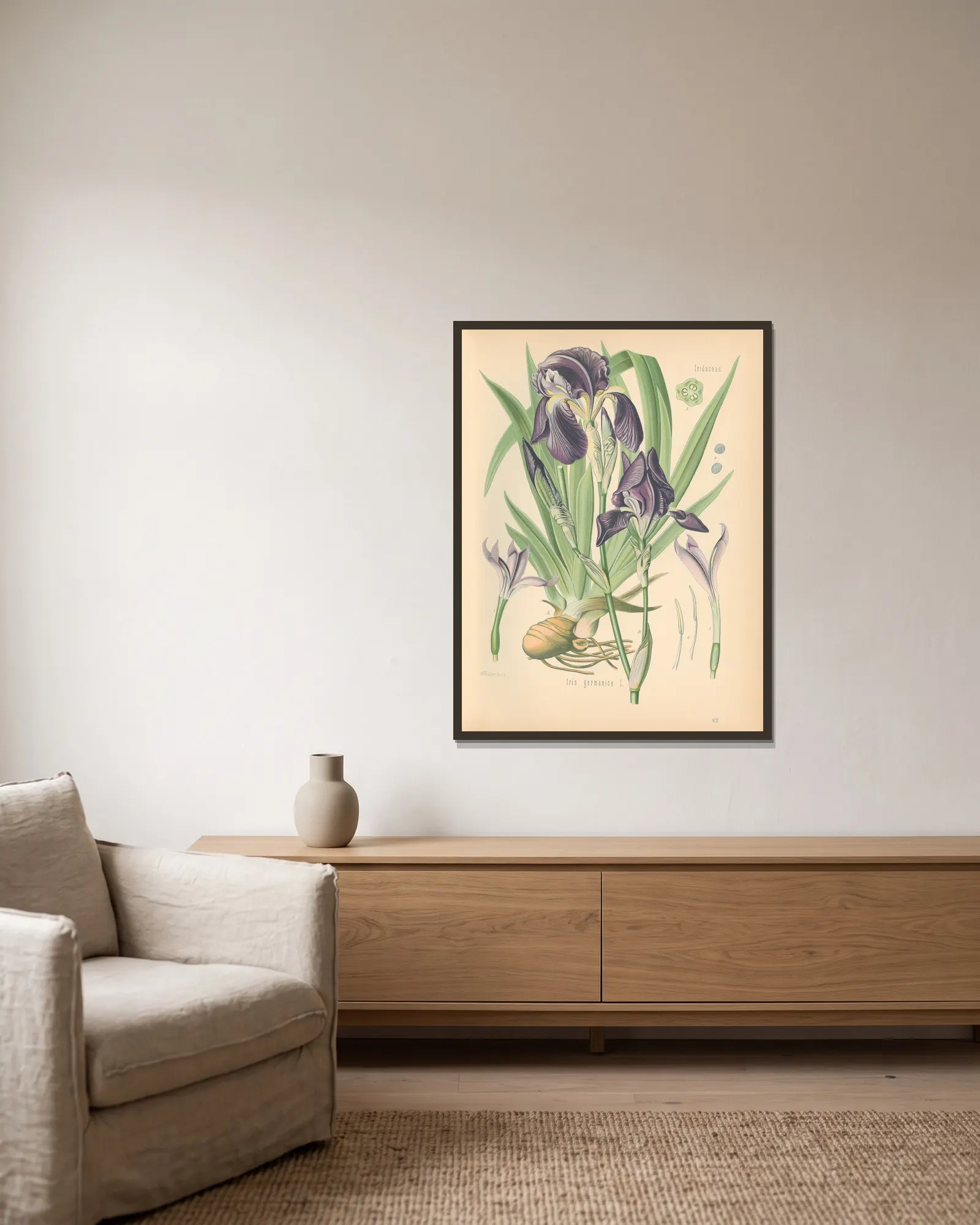 Iris germanica av Gustav Pabst inramad på en vägg