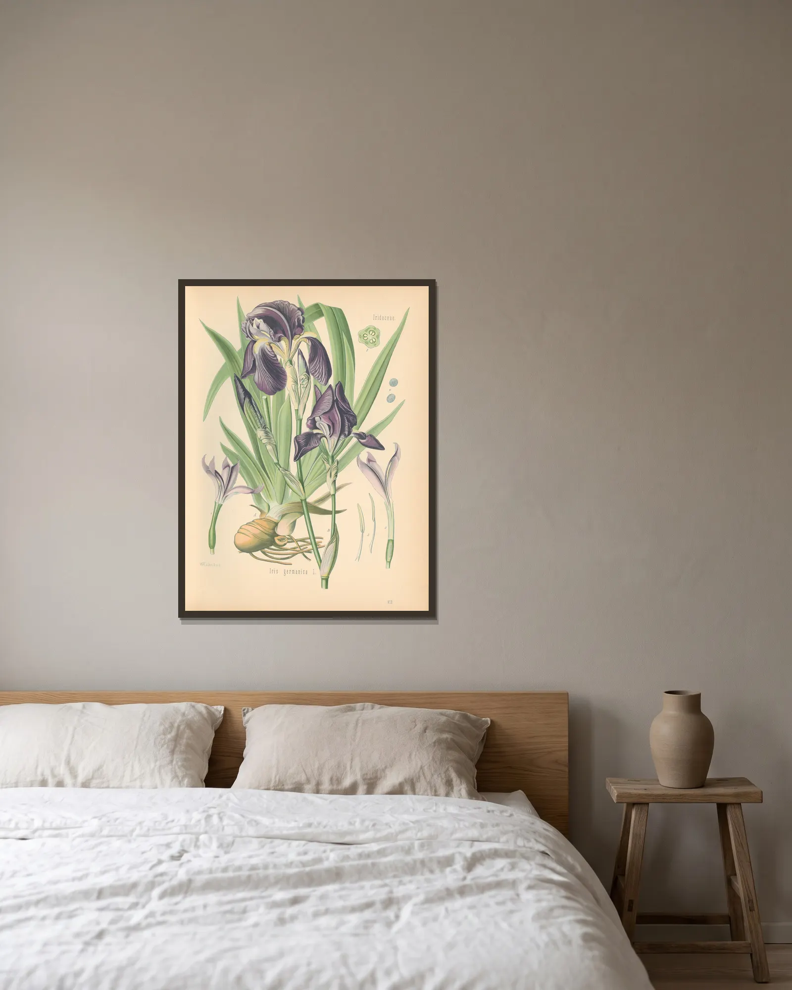 Iris germanica av Gustav Pabst inramad på en vägg