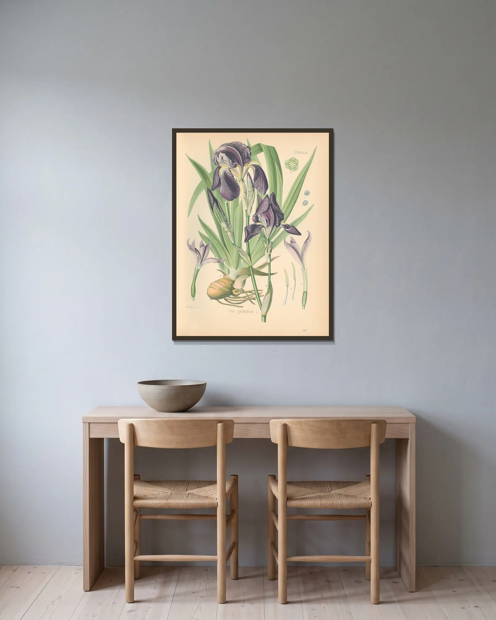 Iris germanica av Gustav Pabst inramad på en vägg