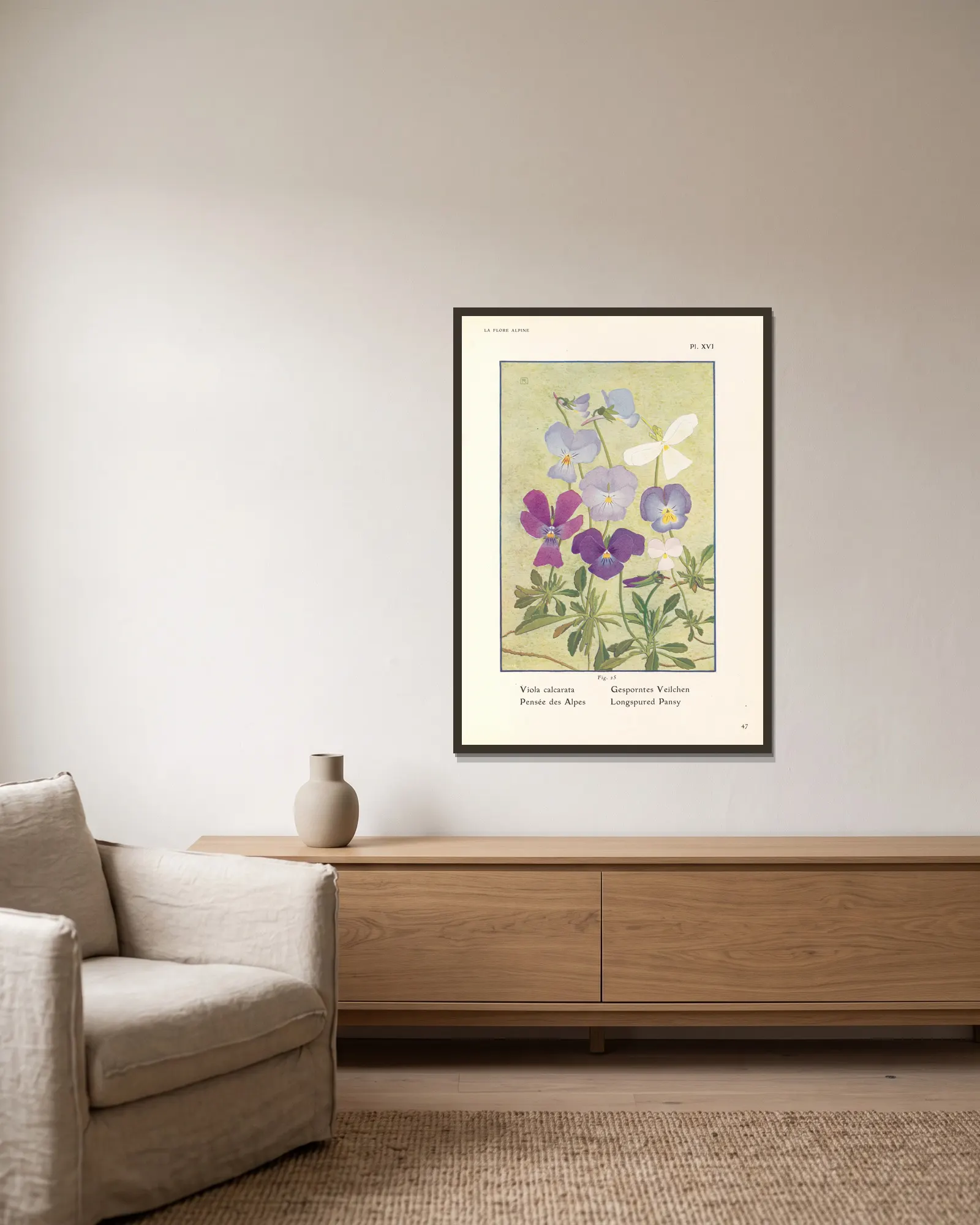 Longspured Pansy av Henry Correvon inramad på en vägg