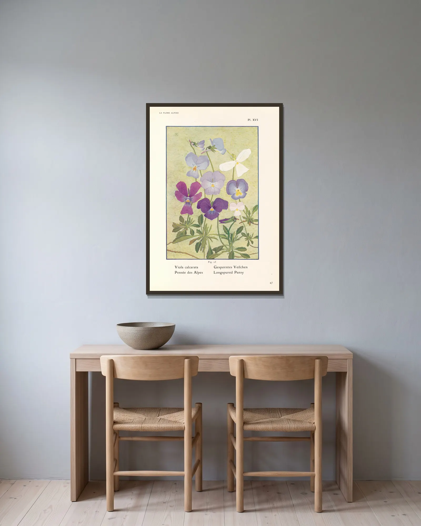 Longspured Pansy av Henry Correvon inramad på en vägg